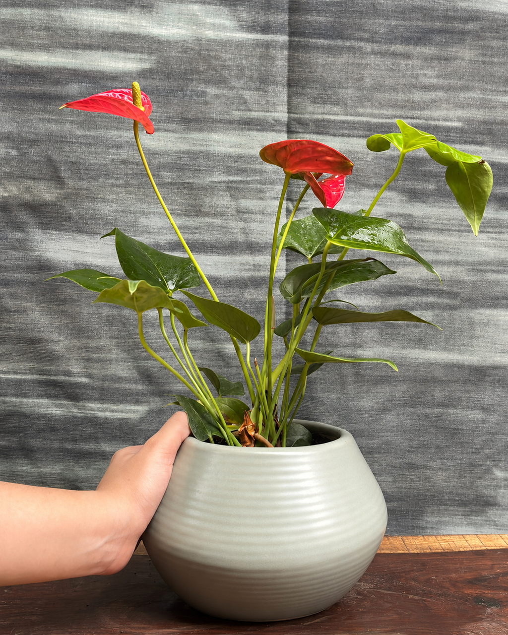 Anthurium Flamingo in Sand Dune