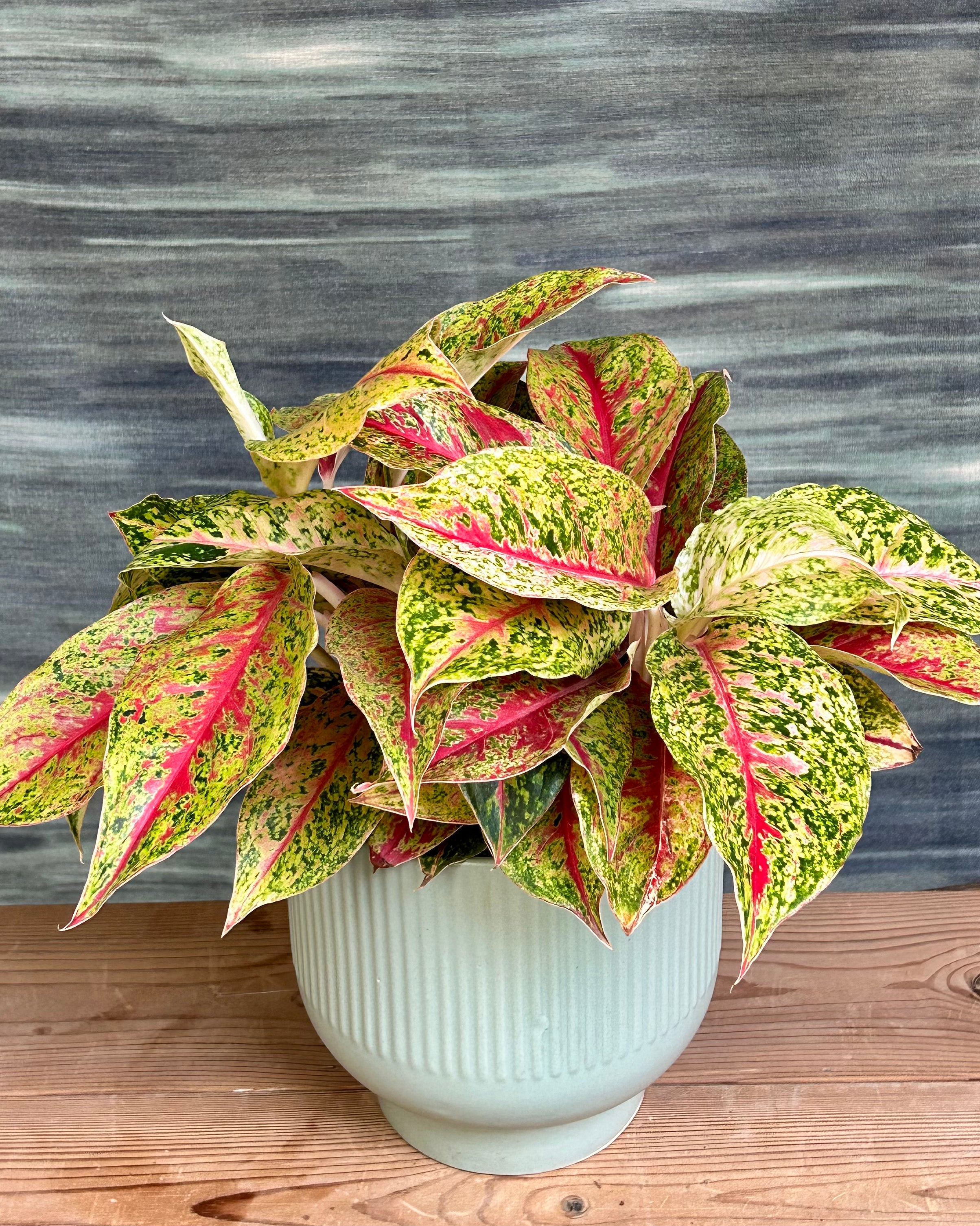 Green Lucky Aglaonema low maintenance indoor plant suitable for Indian homes with bright, indirect light