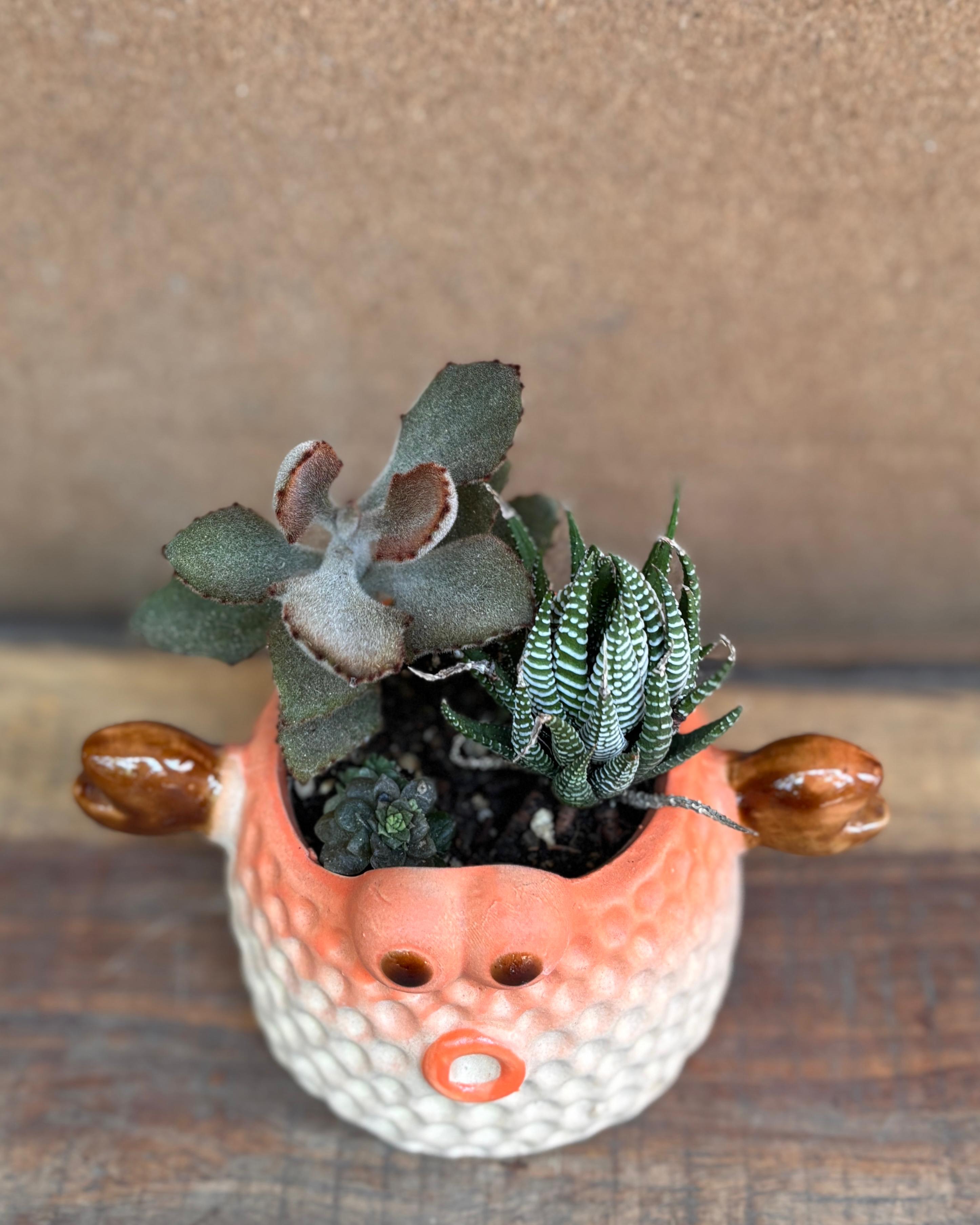 Hardy succulents low maintenance indoor plants for beginners ideal for low light Indian homes from Planterie Delhi for World Environment Day