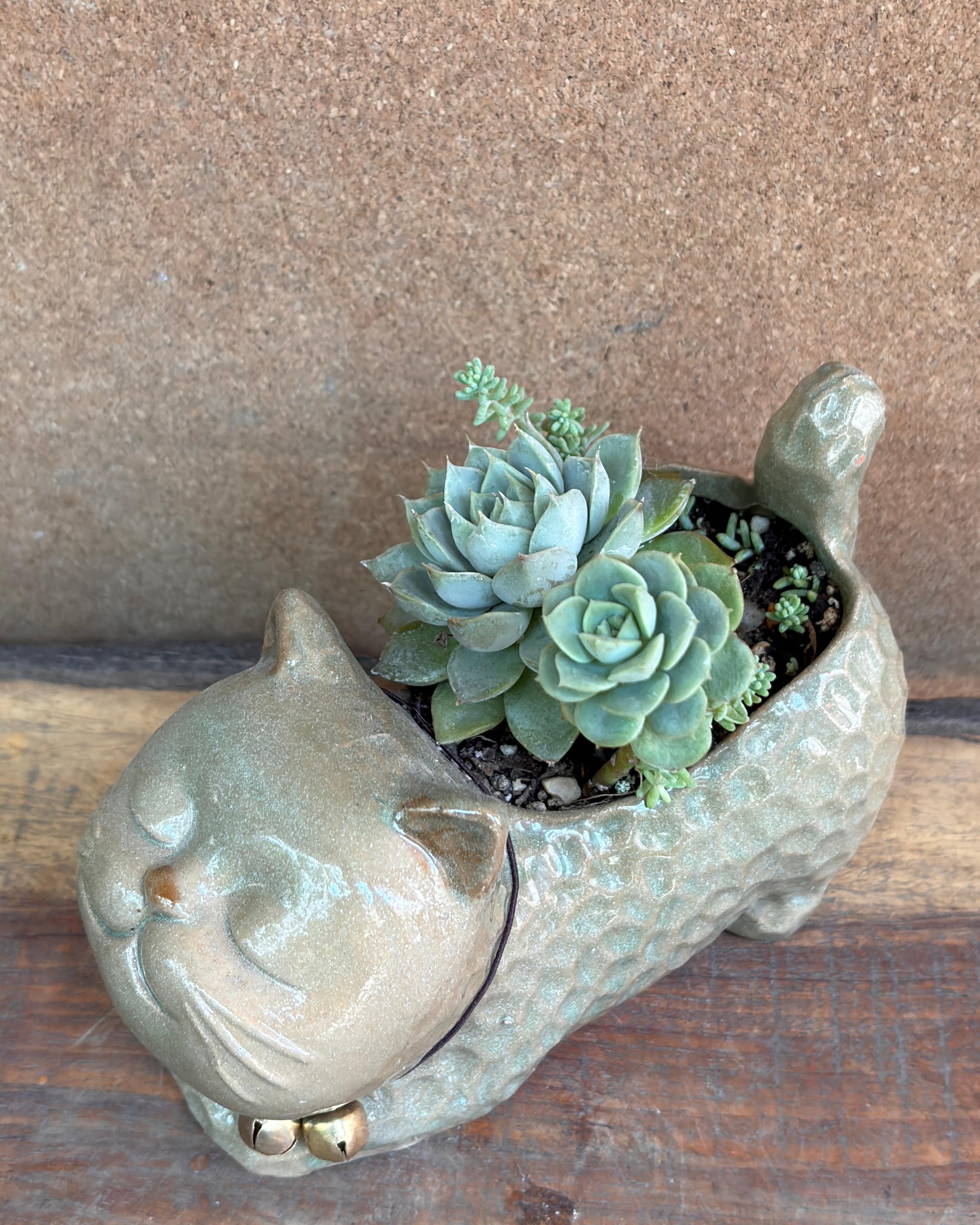 Hardy succulents indoor plants for beginners ideal for low light Indian homes from Planterie Delhi for World Environment Day