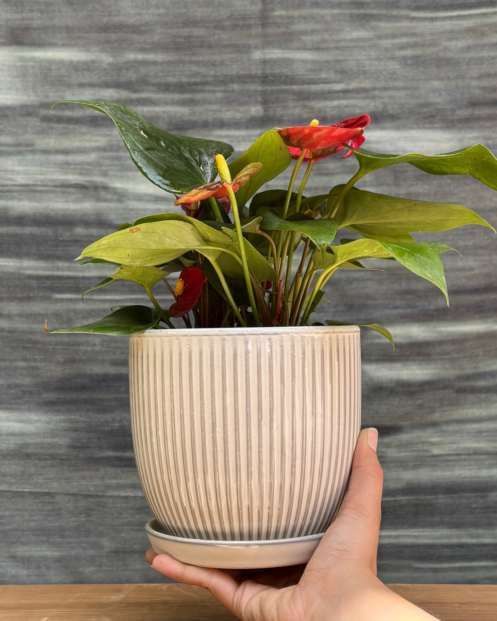 Glossy heart-shaped coral-pink blooms of Anthurium Flamingo in refined ceramic plated pot – bright shade (indirect light) indoor plant for AC rooms, easy-care blooming plant gift for office desk, small plant gift from Planterie cafe in Delhi, best indoor plant for beginners