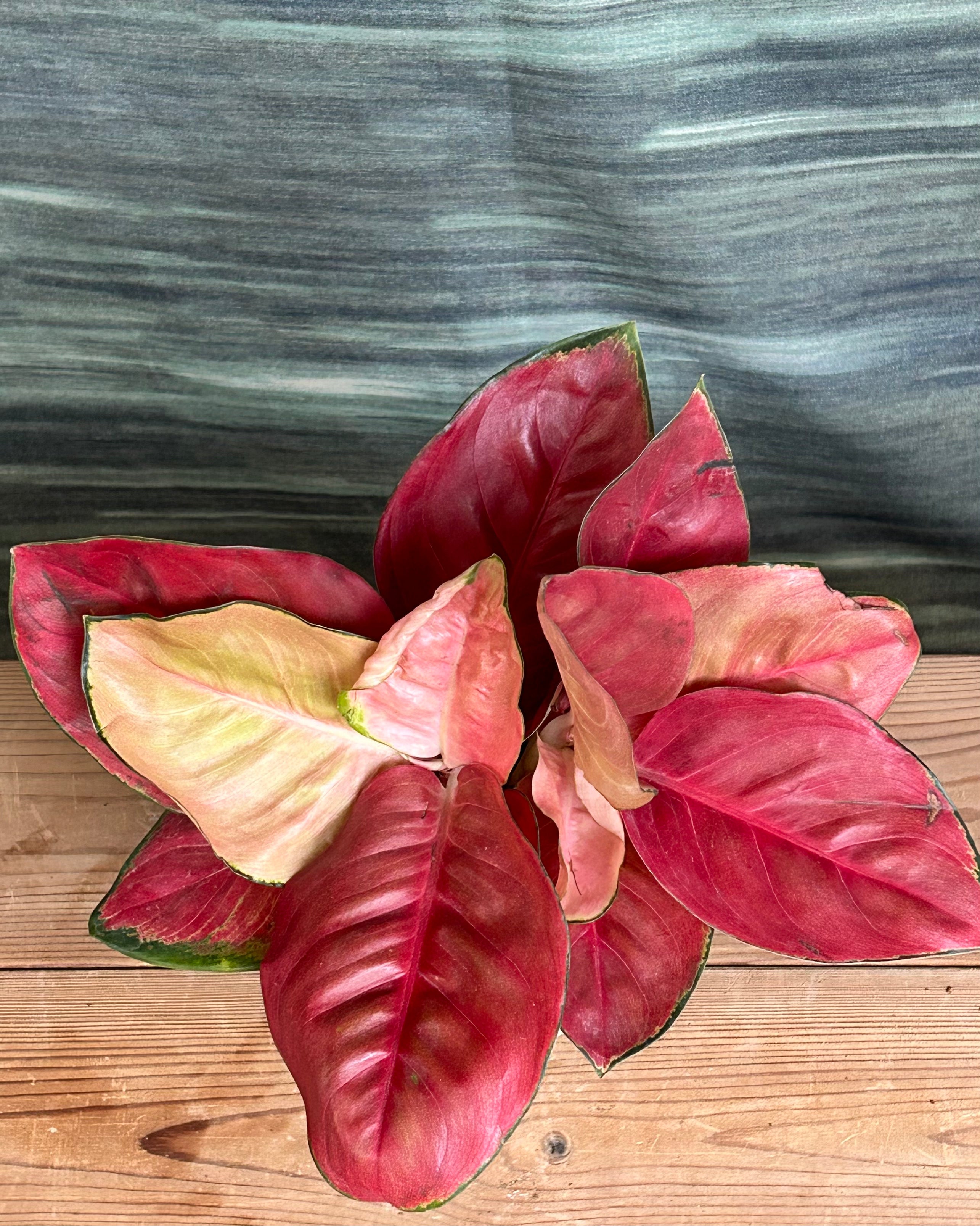 aglaonema thailand red Aglaonema Thailand Red Indoor Plant with Red Green Leaves