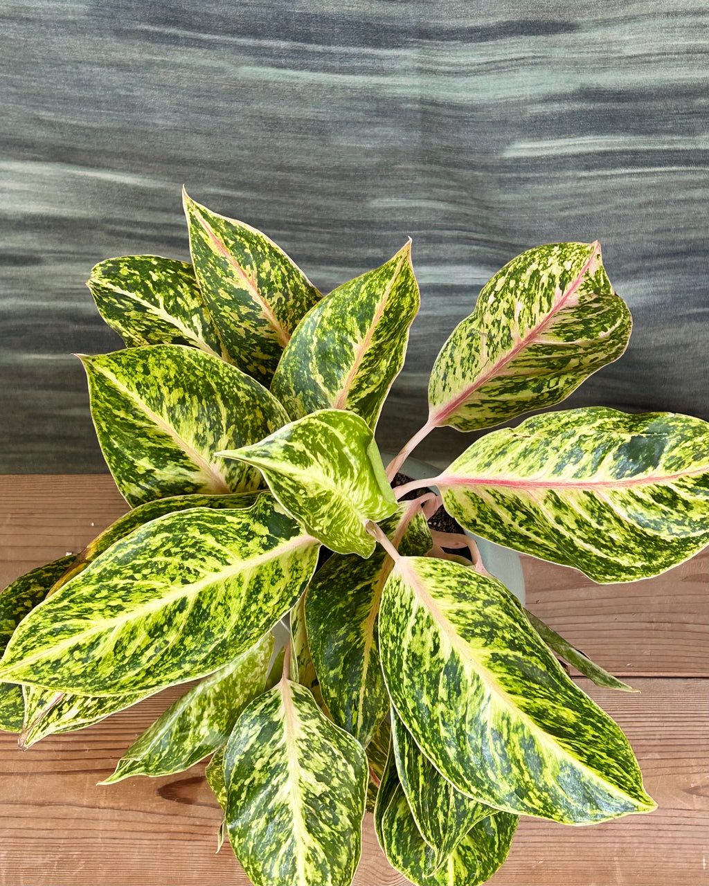 Low maintenance pink-leaf Aglaonema indoor plant for office desks in India, perfect as a table top plant arrangement and thoughtful plant gift
