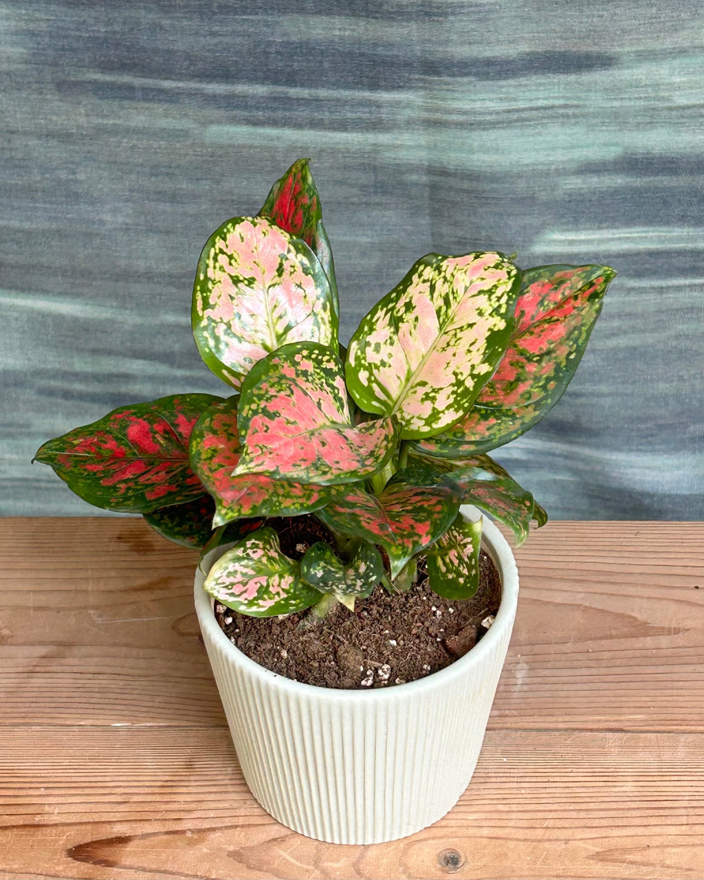 Low maintenance pink and red Aglaonema indoor plant for office desks in India, a stylish table top plant arrangement and thoughtful plant gift for colleagues