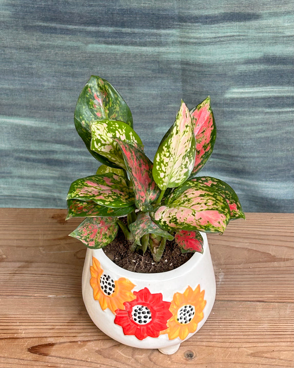 Low maintenance red and pink Aglaonema indoor plant for office desks in India, perfect as a table top plant arrangement and thoughtful plant gift