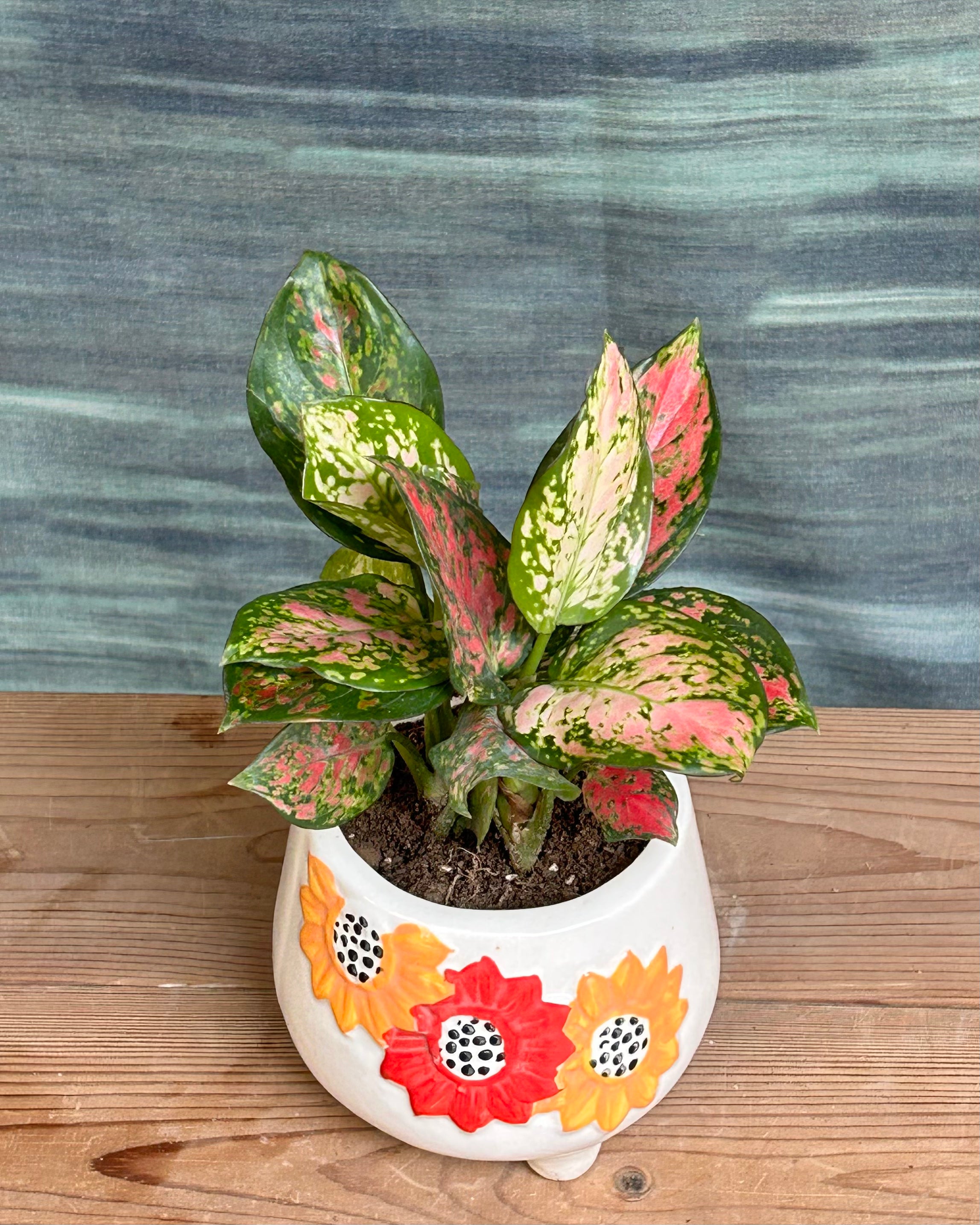 Low maintenance red and pink Aglaonema indoor plant for office desks in India, perfect as a table top plant arrangement and thoughtful plant gift