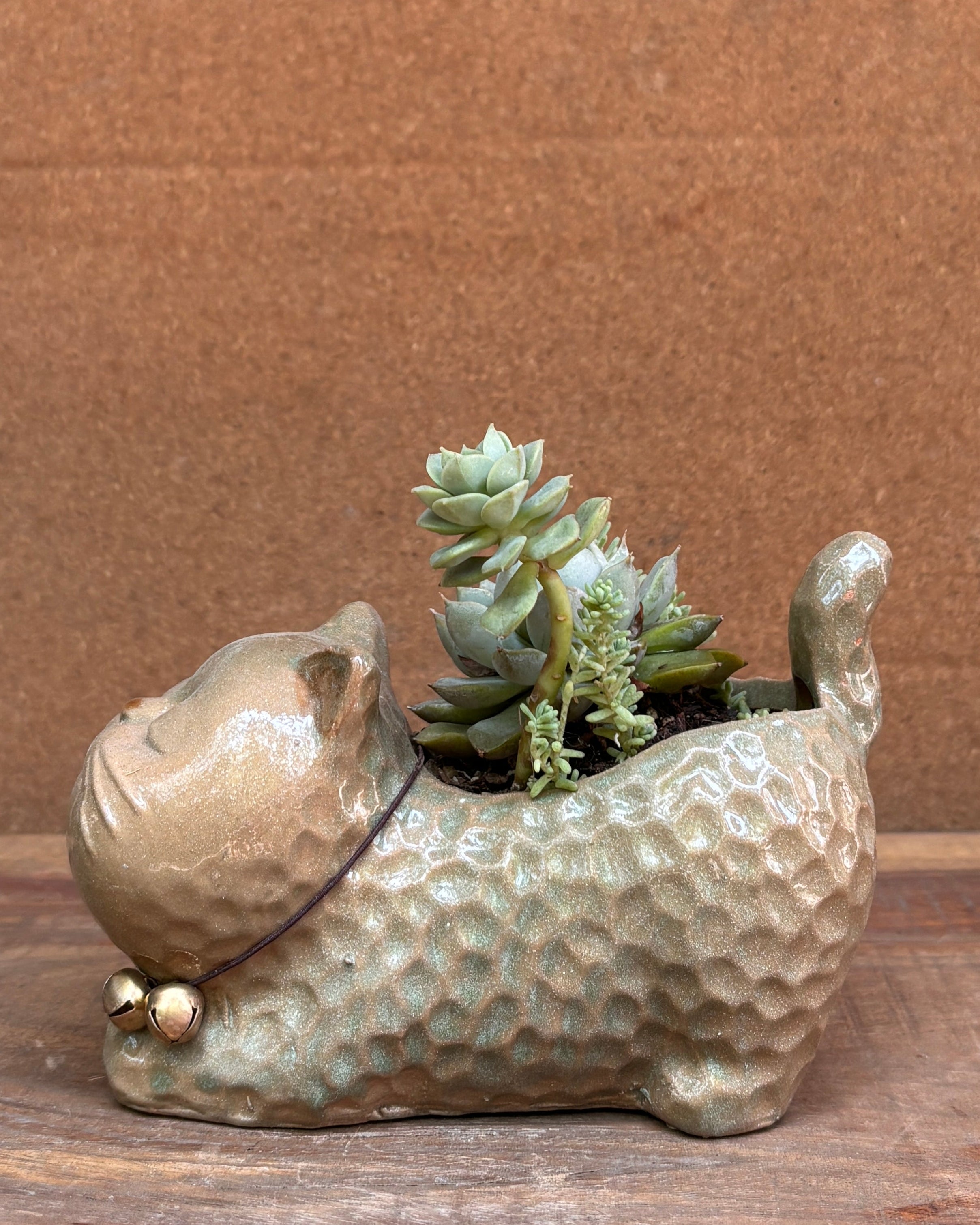  Low maintenance succulents premium plant gifts India from Planterie cafe available as indoor plants online India for World Environment Day