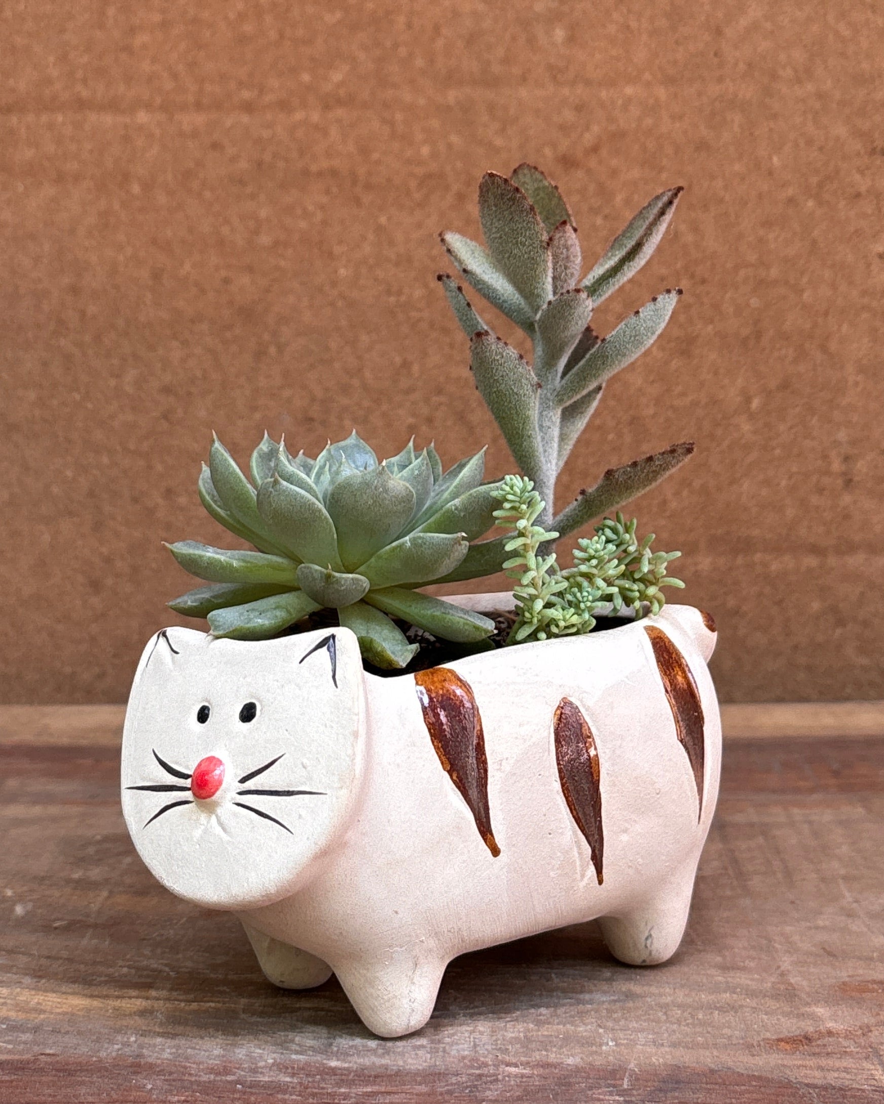 Low maintenance succulents ideal for table top plants for gifting and office desk plants India for World Environment Day