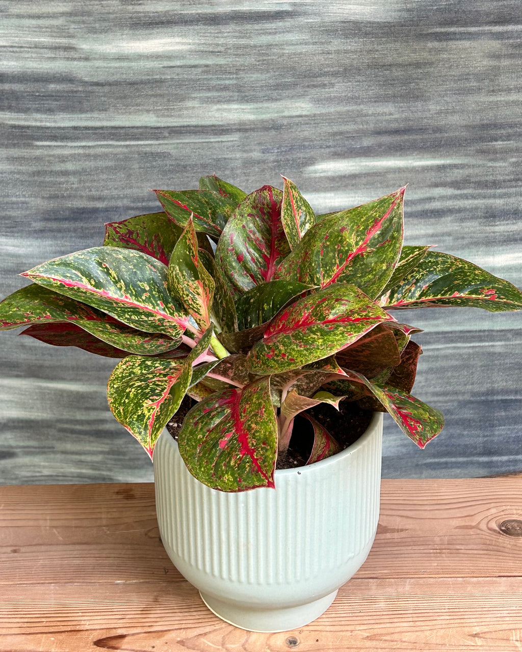 Lucky Red Aglaonema bright indoor plant placed in a living room and hallway with indirect light