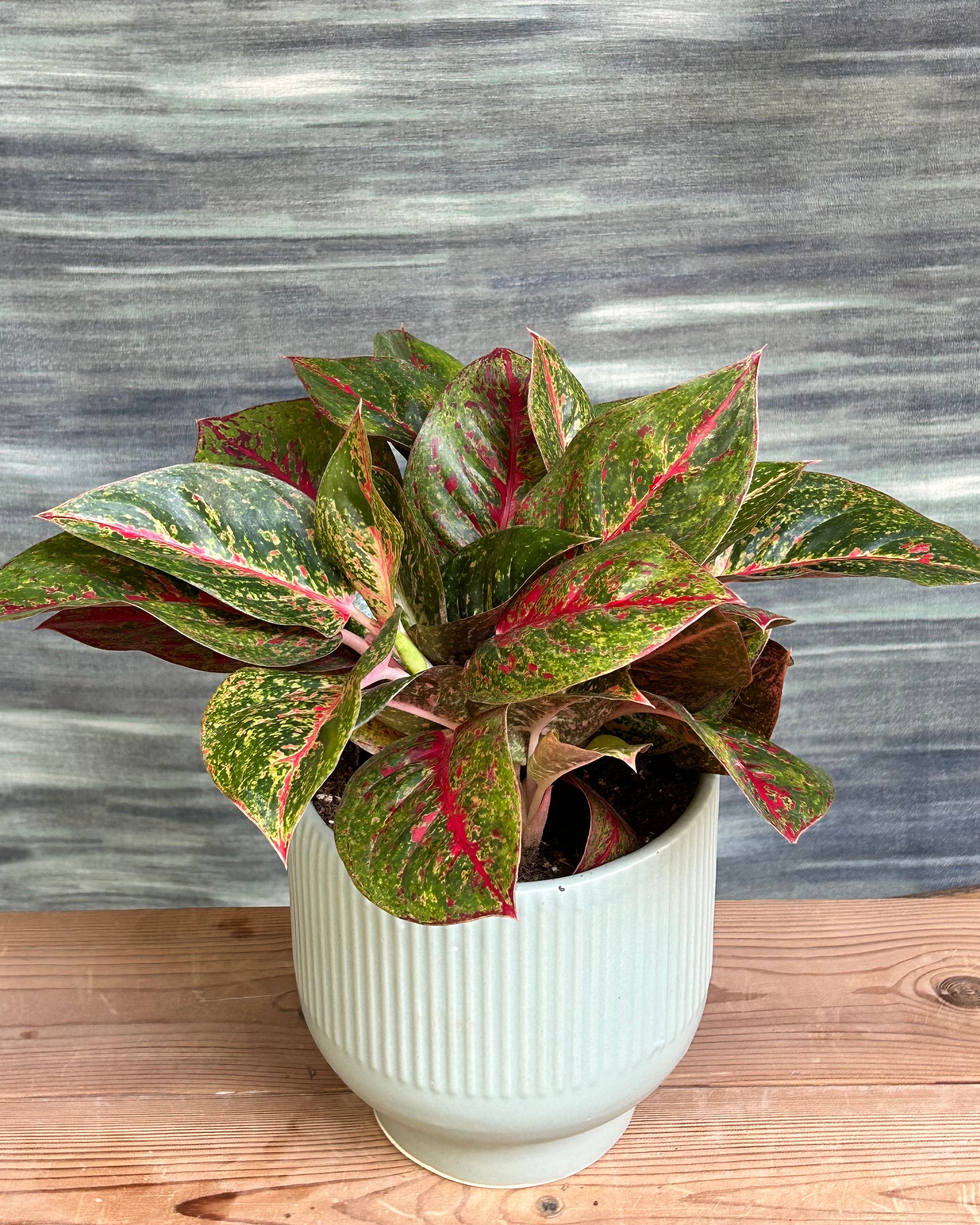 Lucky Red Aglaonema bright indoor plant placed in a living room and hallway with indirect light