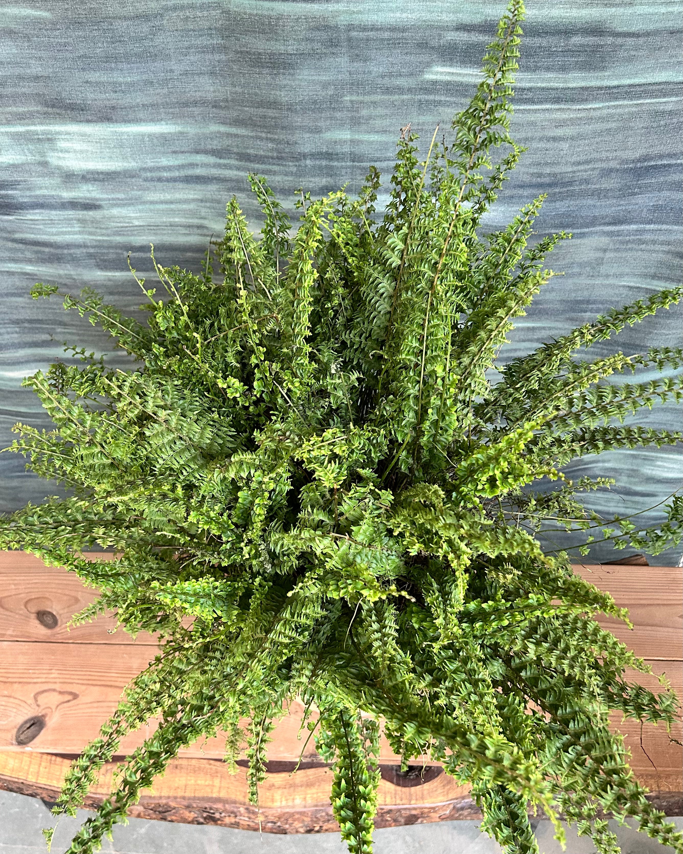 Lush Boston fern foliage, a pet-friendly indoor plant option for living rooms and bright corners