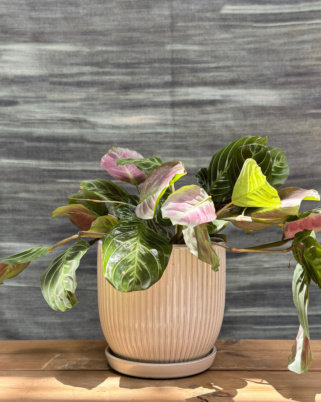 Maranta (Prayer Plant) with intricate patterned leaves in refined white ceramic plated pot – low-maintenance prayer plant indoor gift from Planterie Delhi, perfect for AC rooms, bright indirect light, and table-top plant arrangements for Indian homes