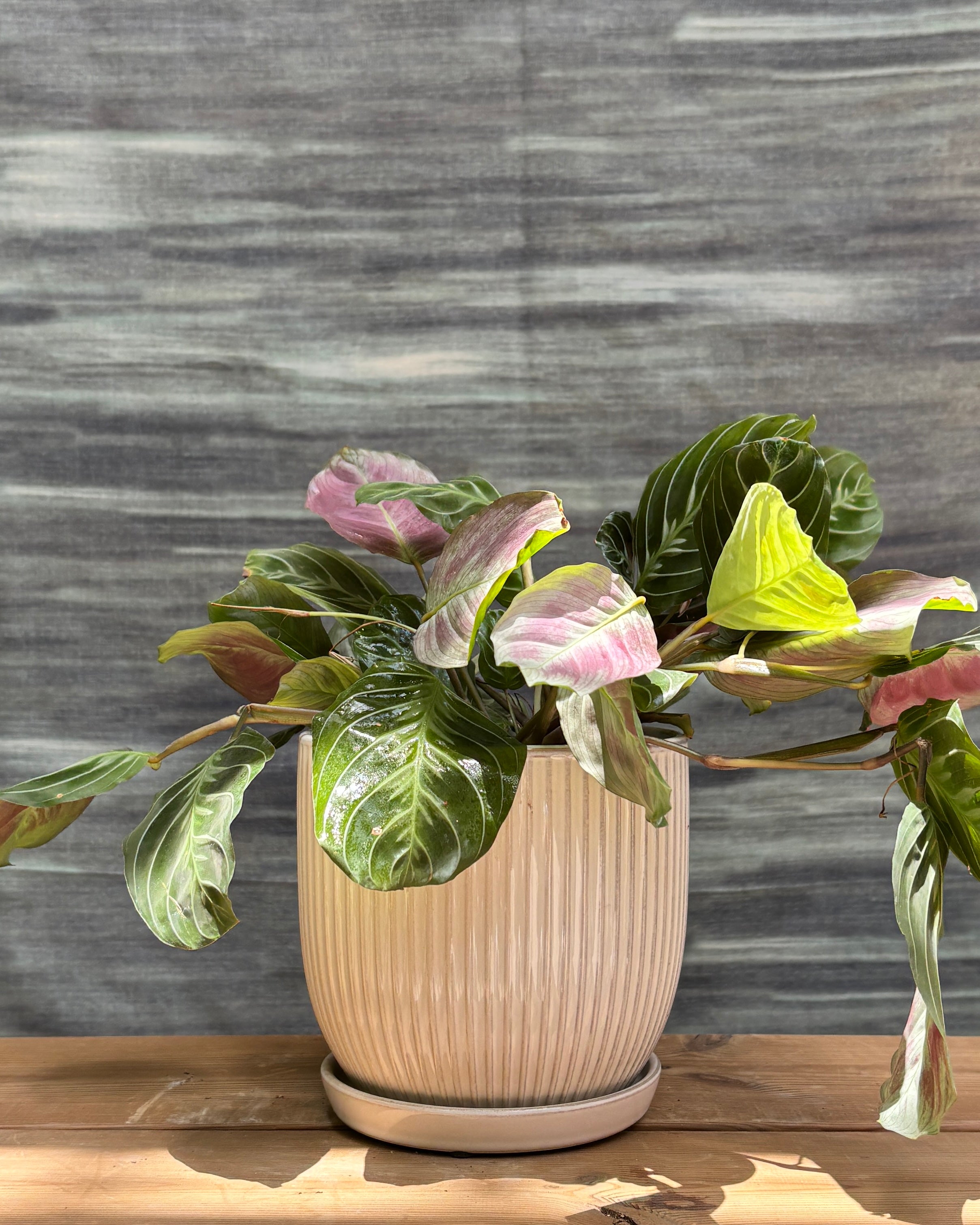 Maranta (Prayer Plant) with intricate patterned leaves in refined white ceramic plated pot – low-maintenance prayer plant indoor gift from Planterie Delhi, perfect for AC rooms, bright indirect light, and table-top plant arrangements for Indian homes