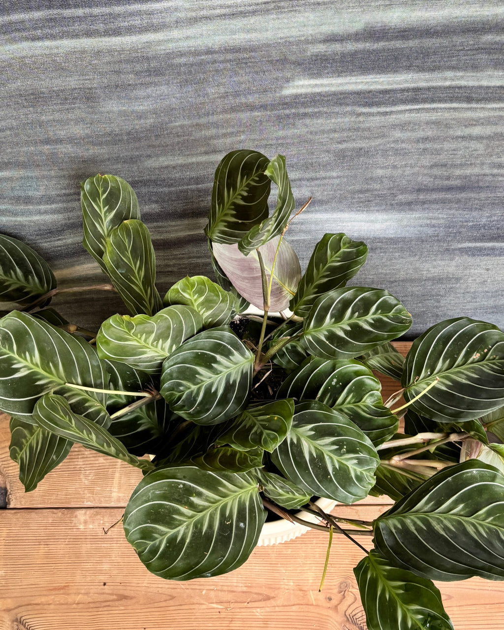 Maranta (Prayer Plant) on center table – indoor plant gift for corporates in India, bright, indirect light AC room plant, perfect for housewarming or return gifts from Planterie plant studio in Delhi, minimal living rhythm plant for small apartments