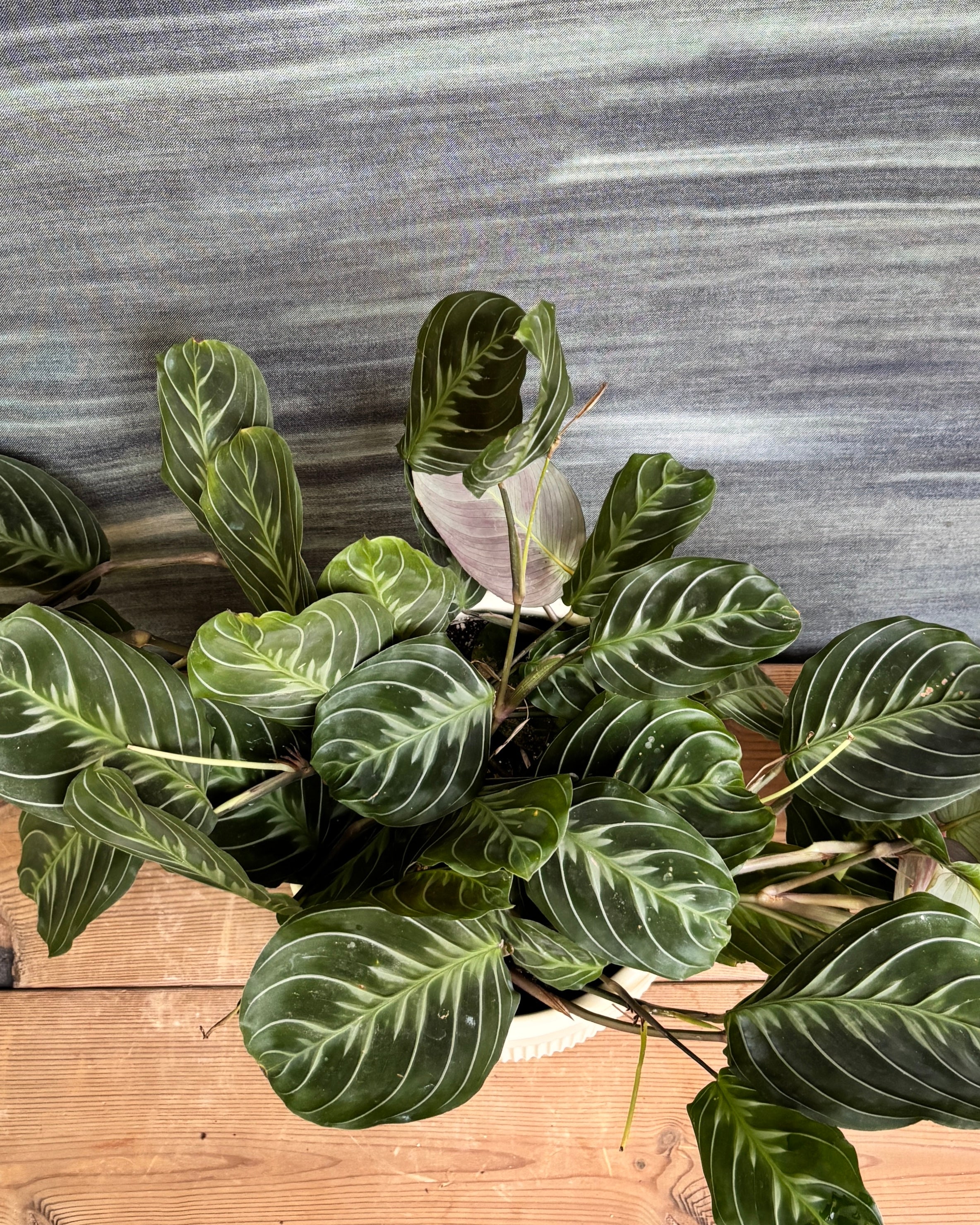 Maranta (Prayer Plant) on center table – indoor plant gift for corporates in India, bright, indirect light AC room plant, perfect for housewarming or return gifts from Planterie plant studio in Delhi, minimal living rhythm plant for small apartments