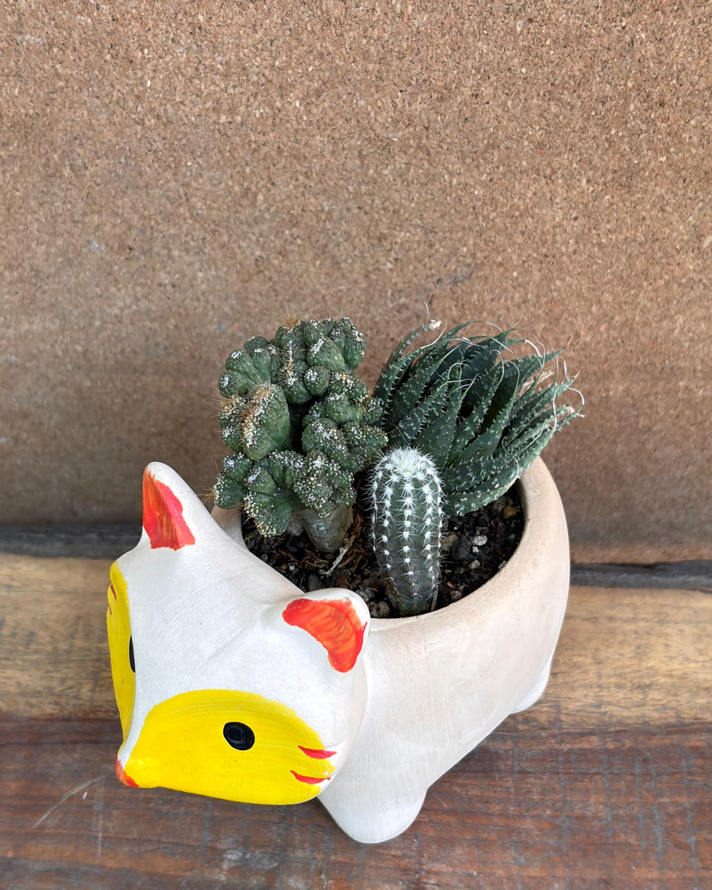 Minimalist succulents indoor plants for beginners ideal for low light Indian homes from Planterie Delhi for World Environment Day