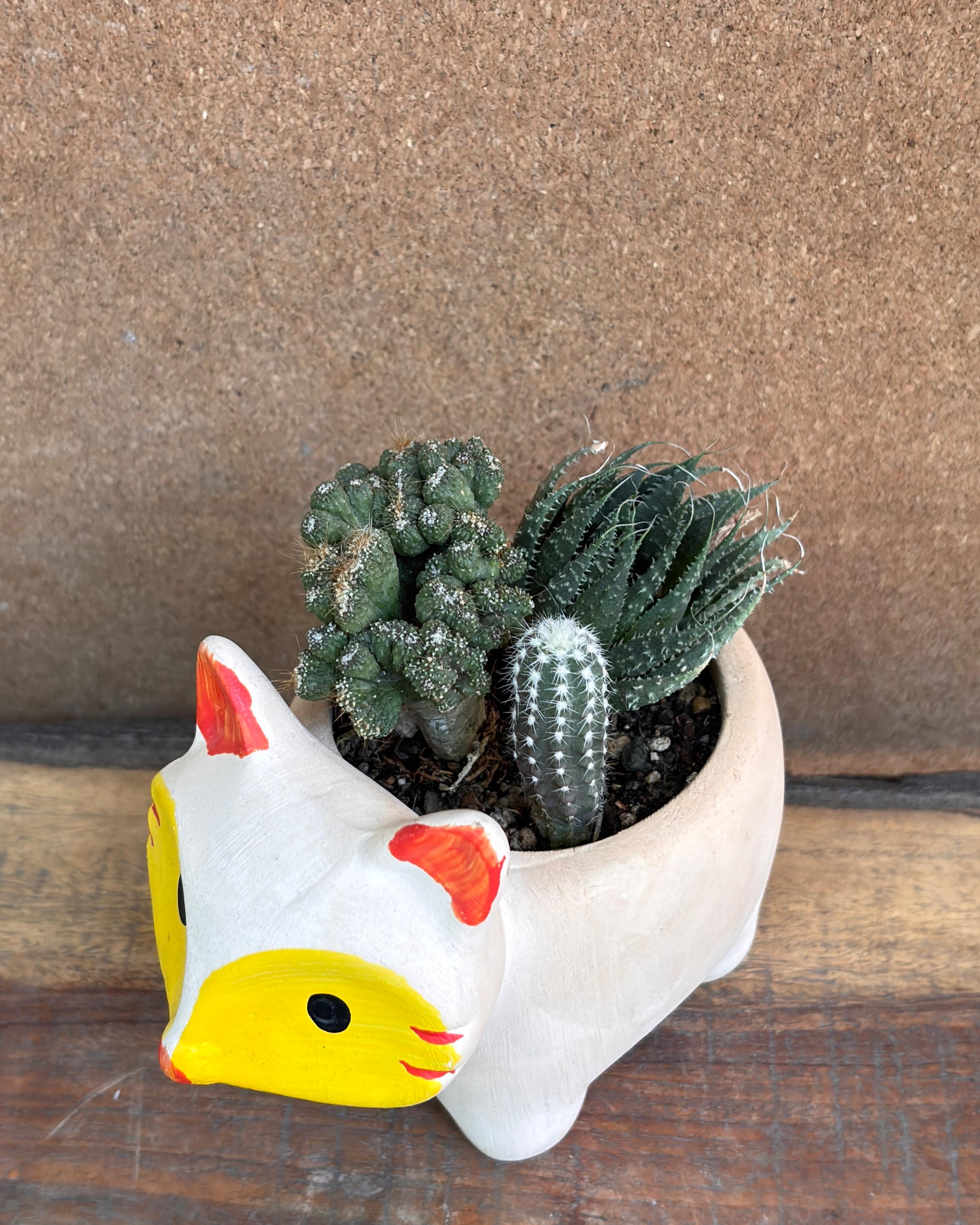 Minimalist succulents indoor plants for beginners ideal for low light Indian homes from Planterie Delhi for World Environment Day