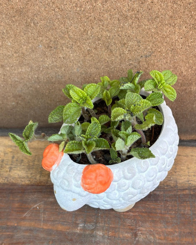 Missionary plant with vibrant green foliage perfect for indoor plant gifts for housewarming in Delhi and table top plants for gifting for World Environment Day