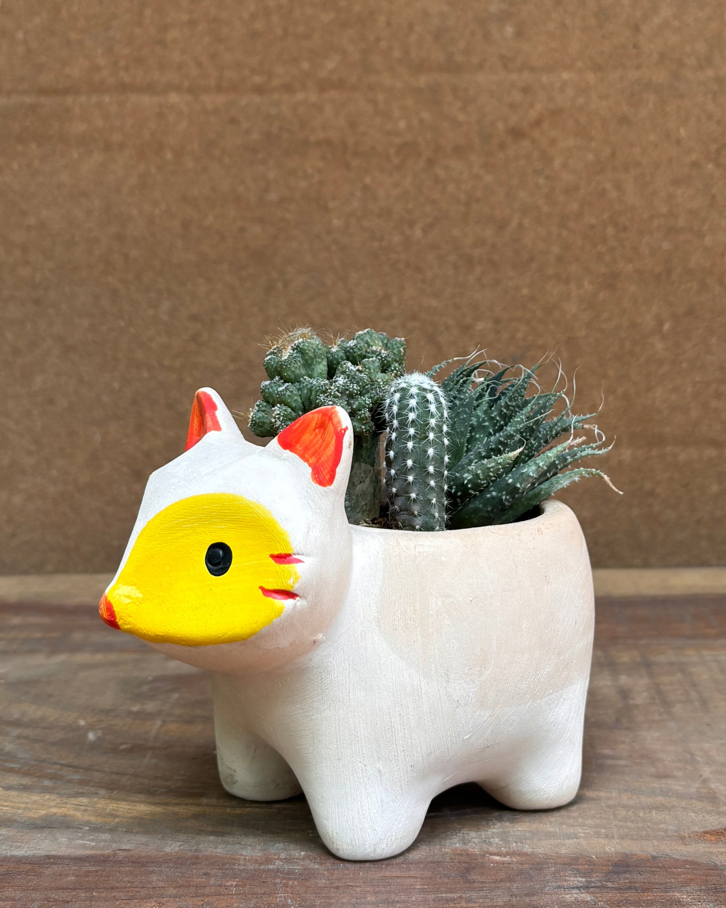 Modern succulent arrangement ideal for table top plants for gifting and office desk plants India for World Environment Day