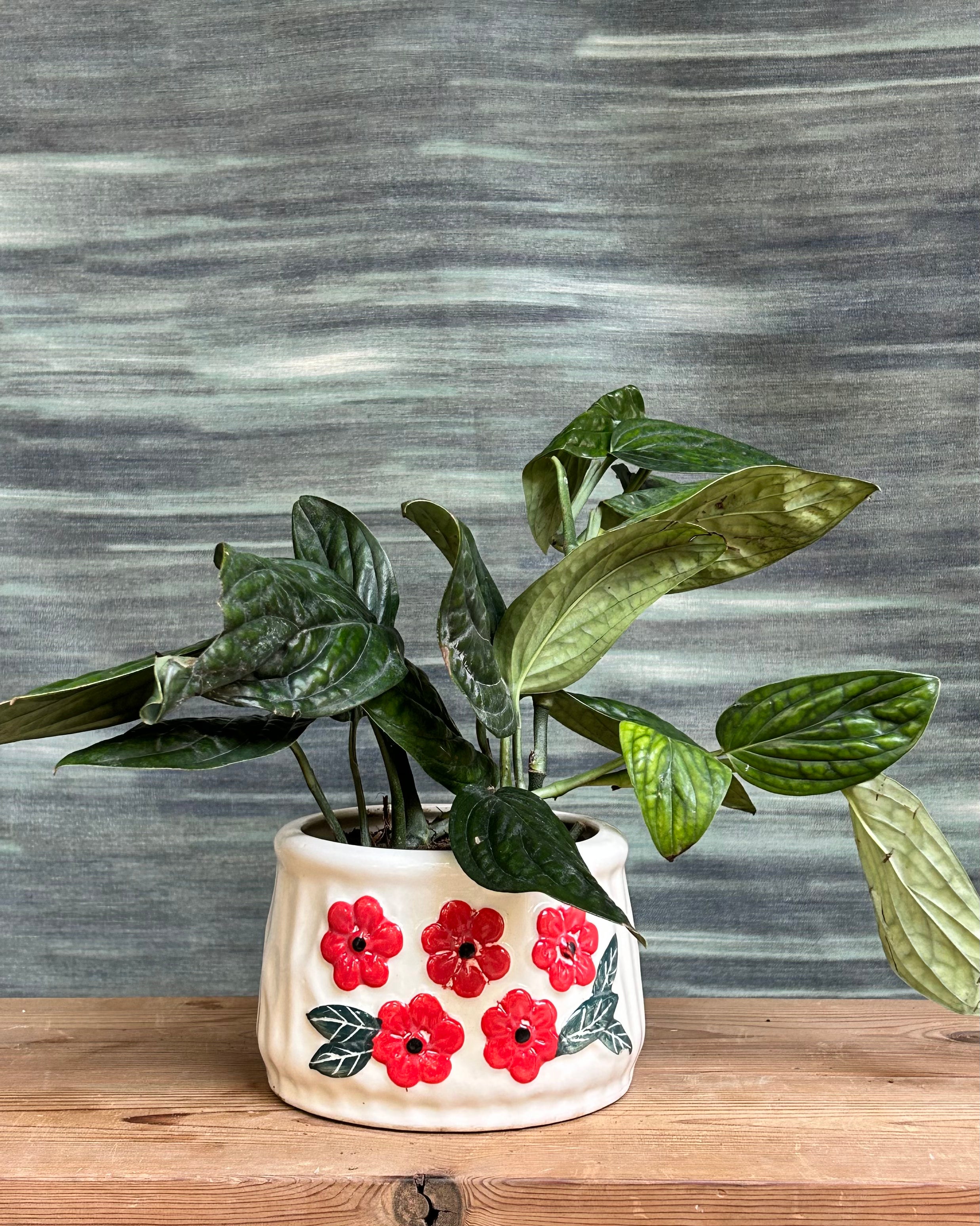 Monstera Peru indoor plant with deep green, textured leaves from Planterie Delhi, suitable for bright indoor spaces in Indian homes