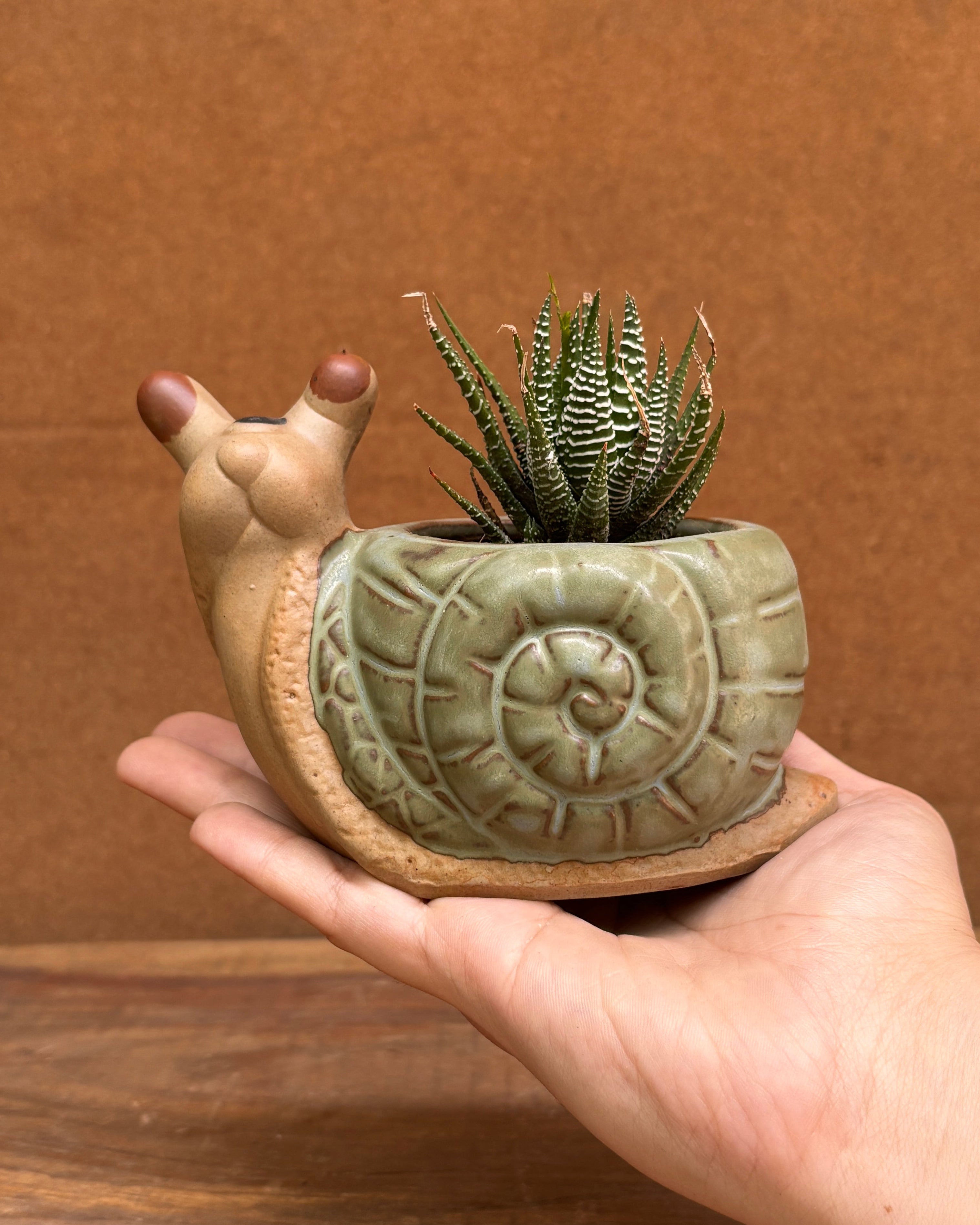 Nature inspired succulent arrangement ideal for table top plants for gifting and office desk plants India for World Environment Day