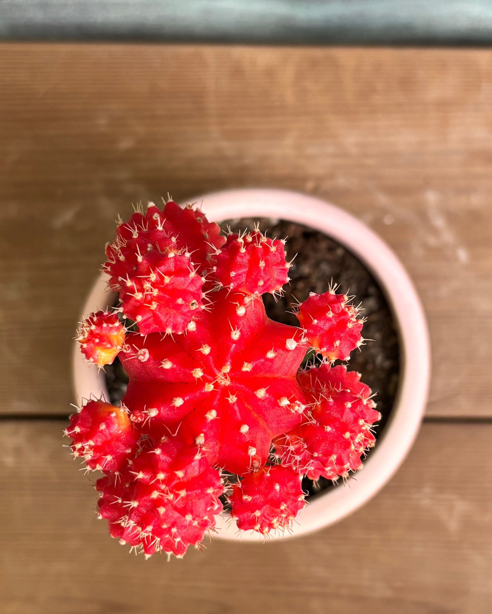 Orange Moon Cactus on office desk or shelf – indoor plant gift for corporates in India, bright indirect light/gentle direct sun plant, perfect for housewarming or return gifts from Planterie plant studio in Delhi, minimal colorful cactus for bright corner small apartments