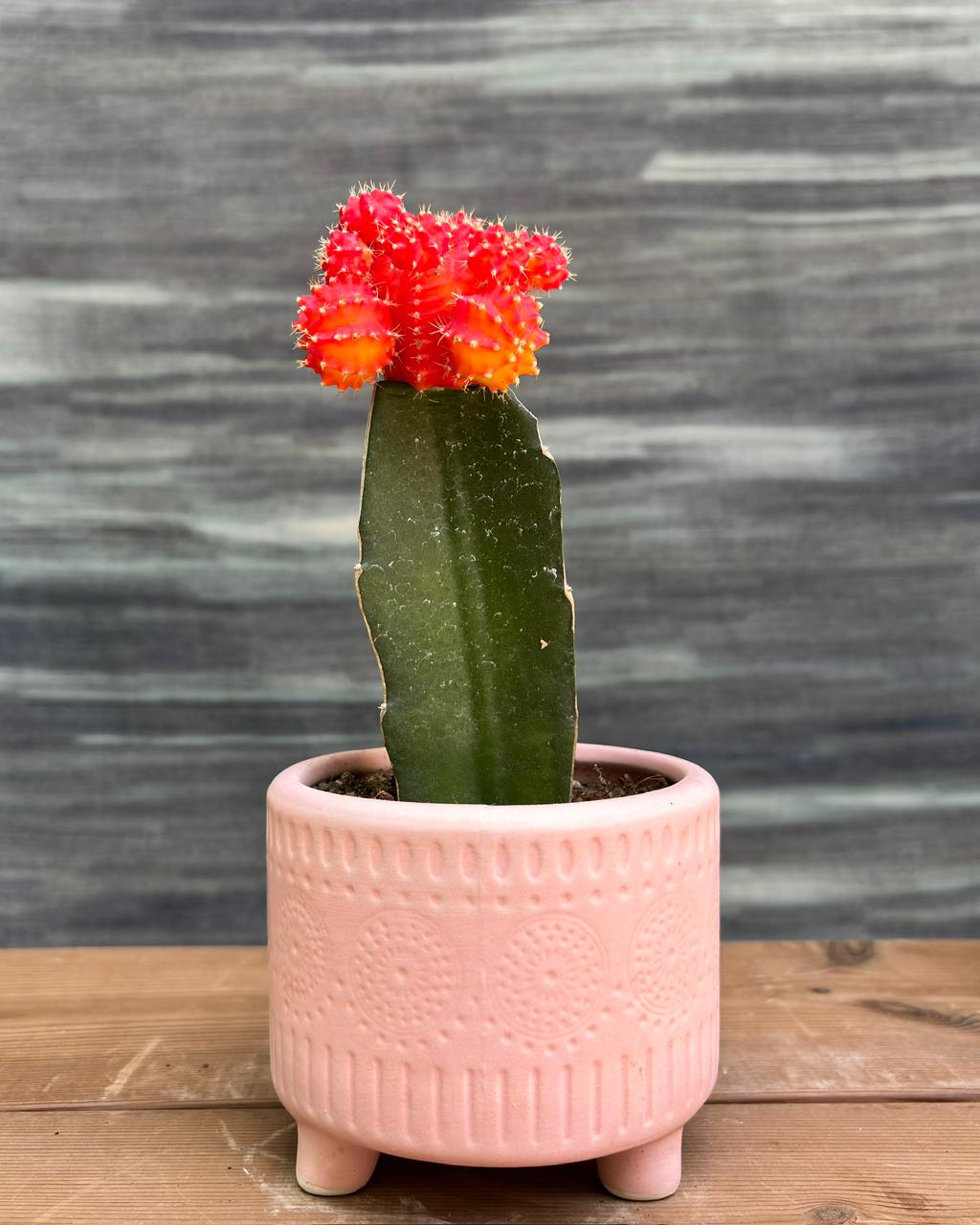 Orange Moon Cactus with vivid tangerine crown in blush pink mandala ceramic pot – low-maintenance sun-loving cactus indoor plant gift from Planterie Delhi, perfect for bright corner, bright indirect light, and table-top plant arrangements for Indian homes