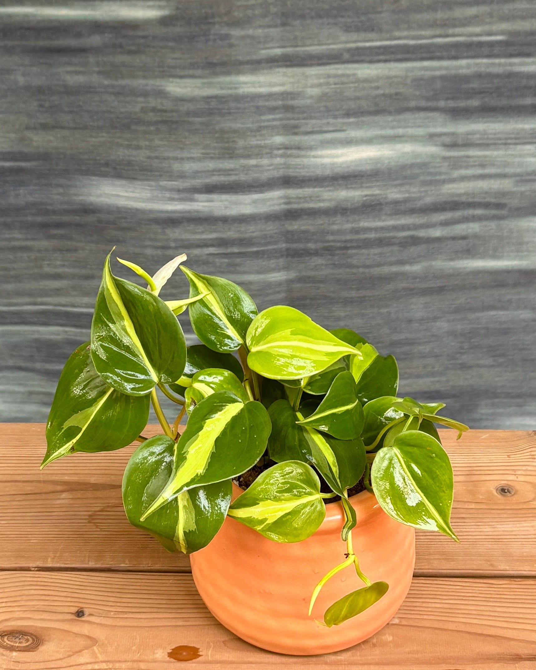 Oxycardium Brasil in Honey Pot