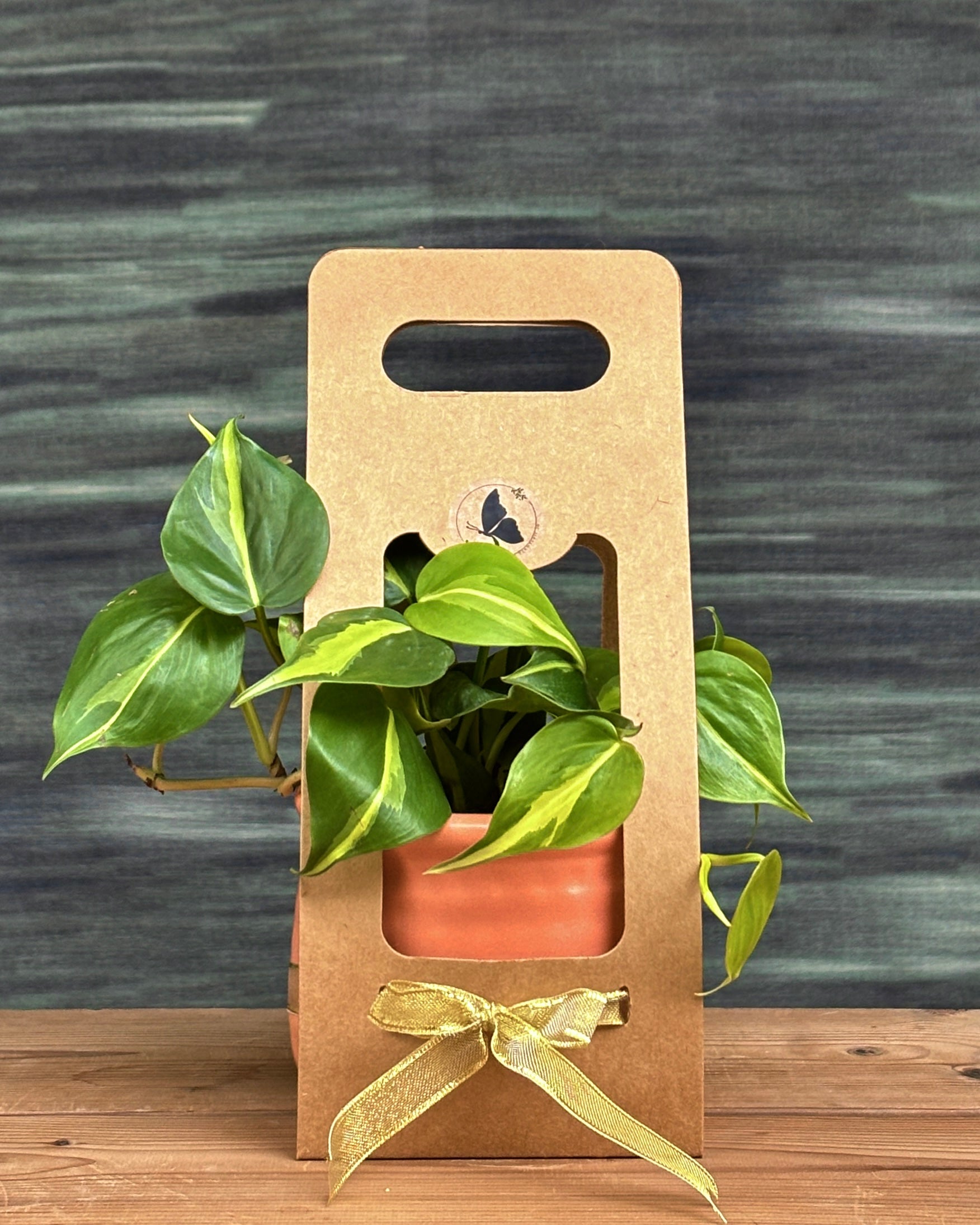 Oxycardium Brasil in Honey Pot