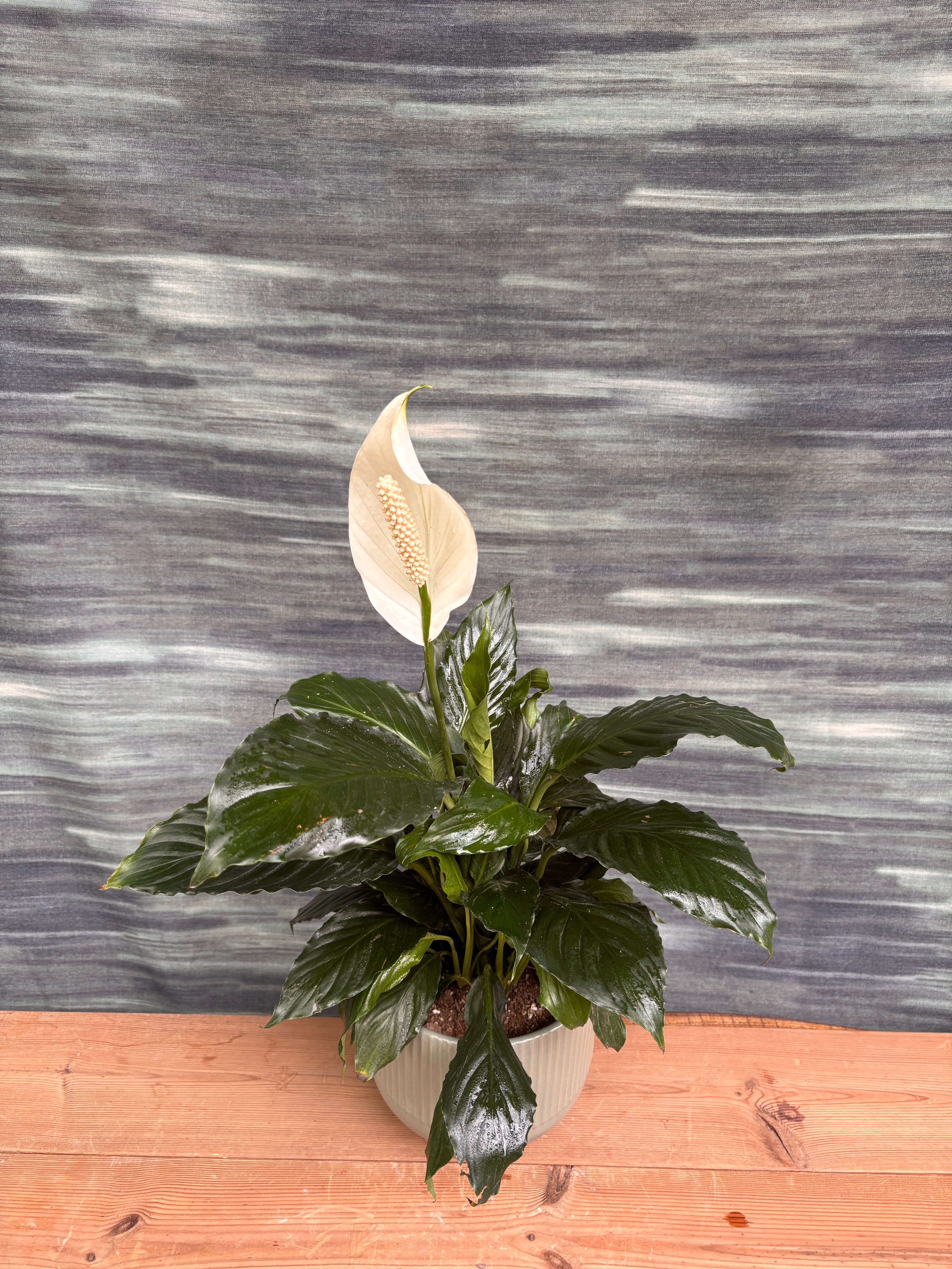 Peace Lily in Grey Ribbed Chalice