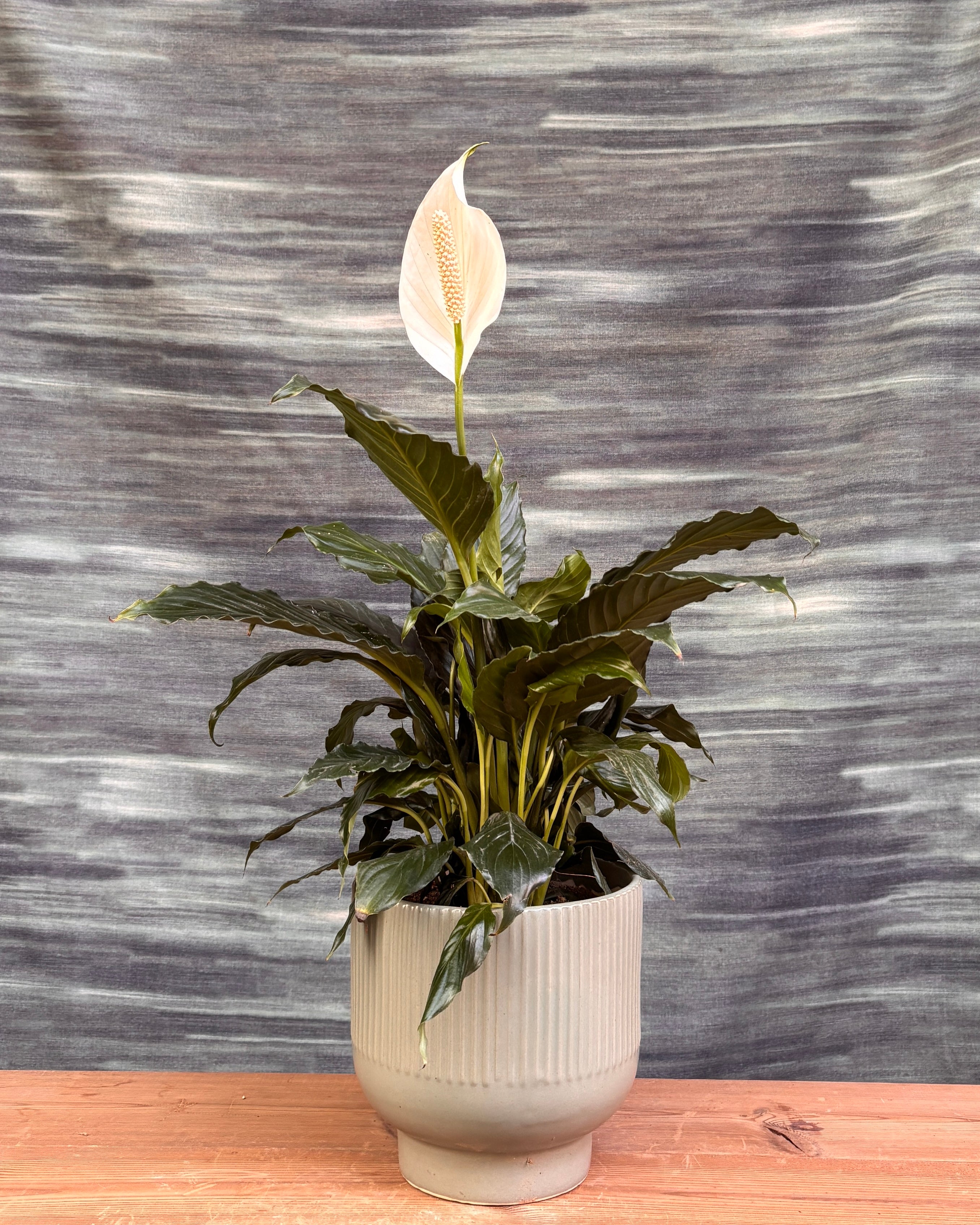 Peace Lily in Grey Ribbed Chalice