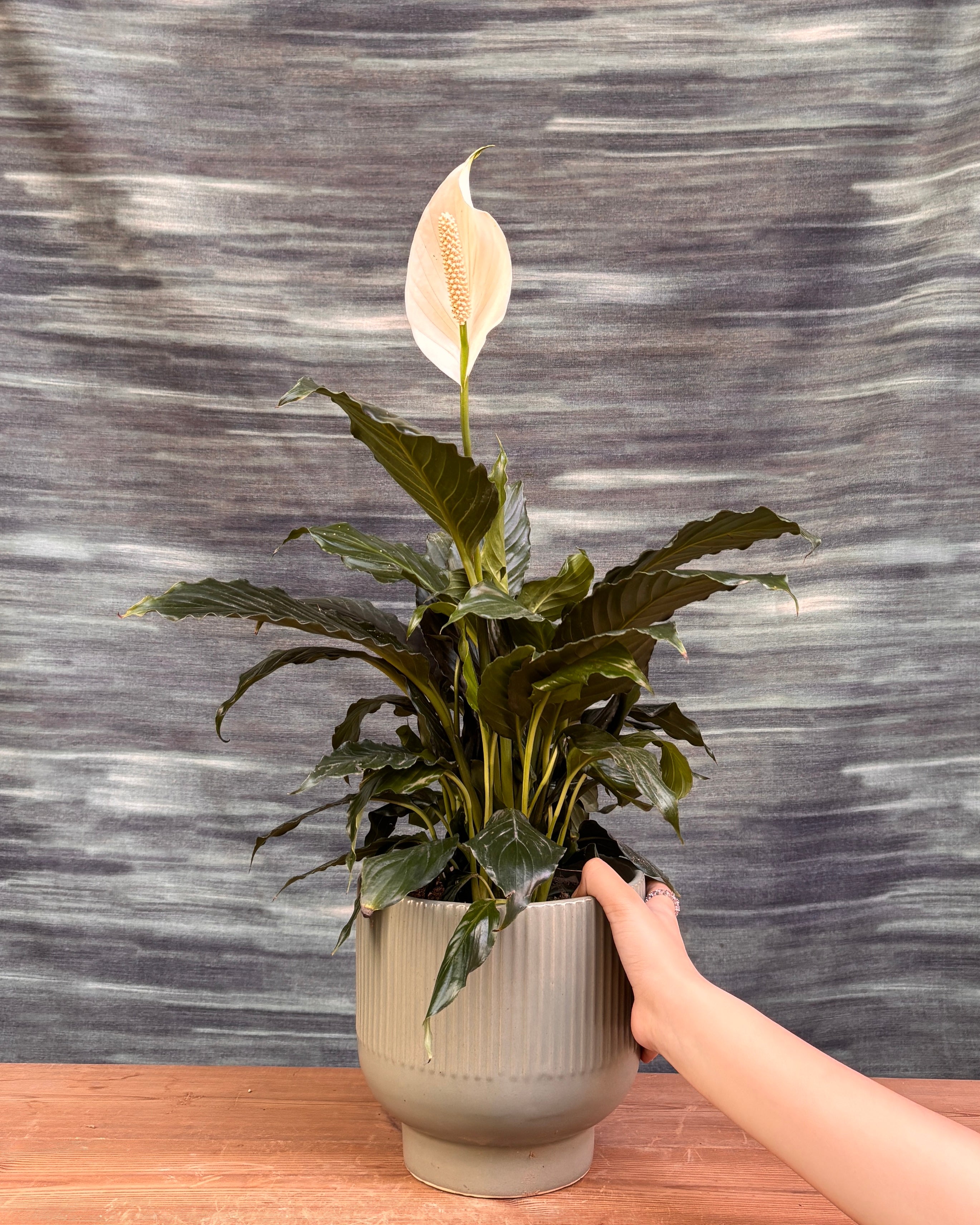 Peace Lily in Grey Ribbed Chalice