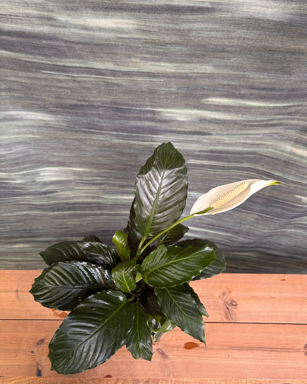 Peace Lily in Grey Ribbed Chalice