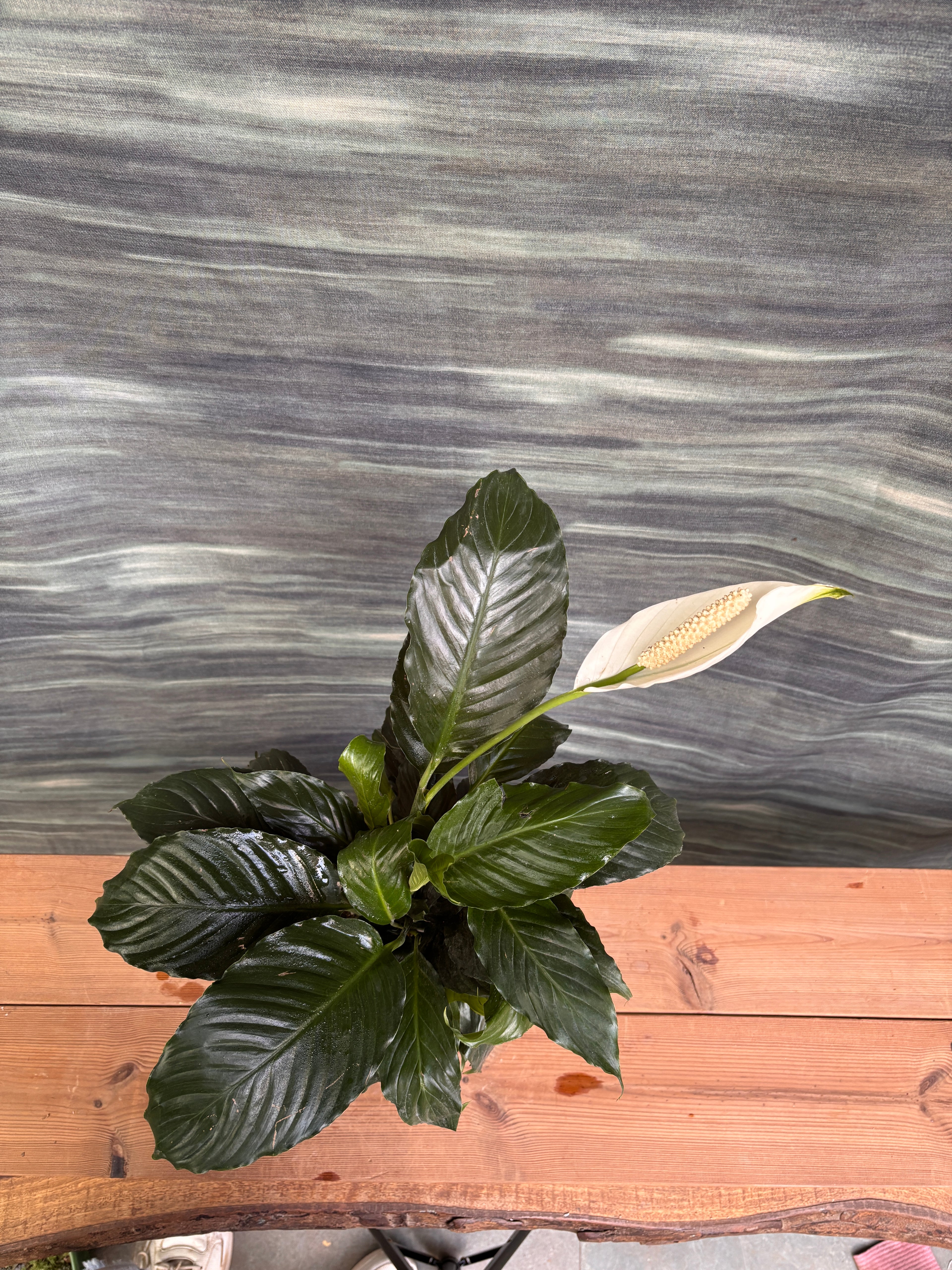 Peace Lily in Grey Ribbed Chalice