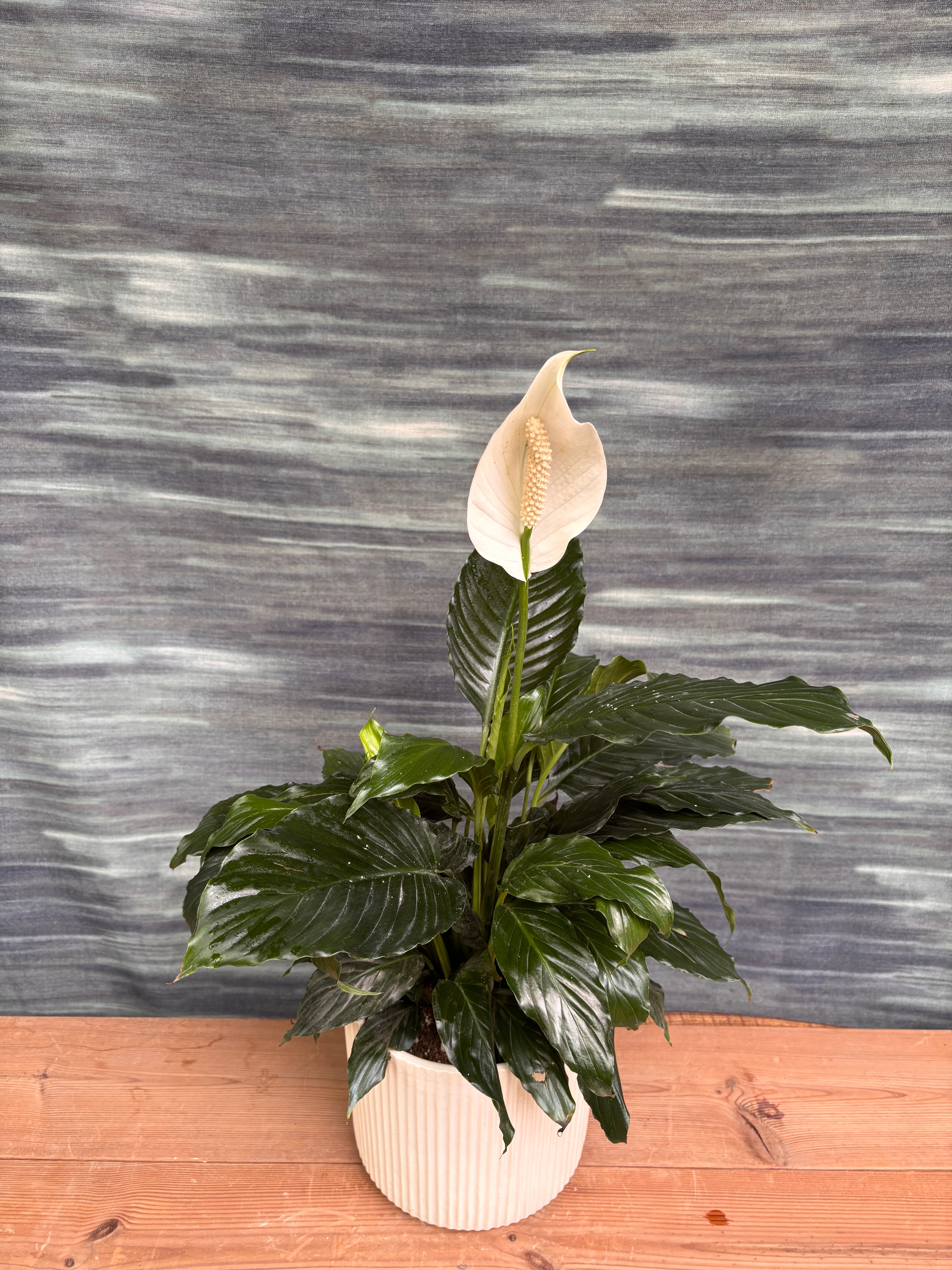 Peace Lily in White Java