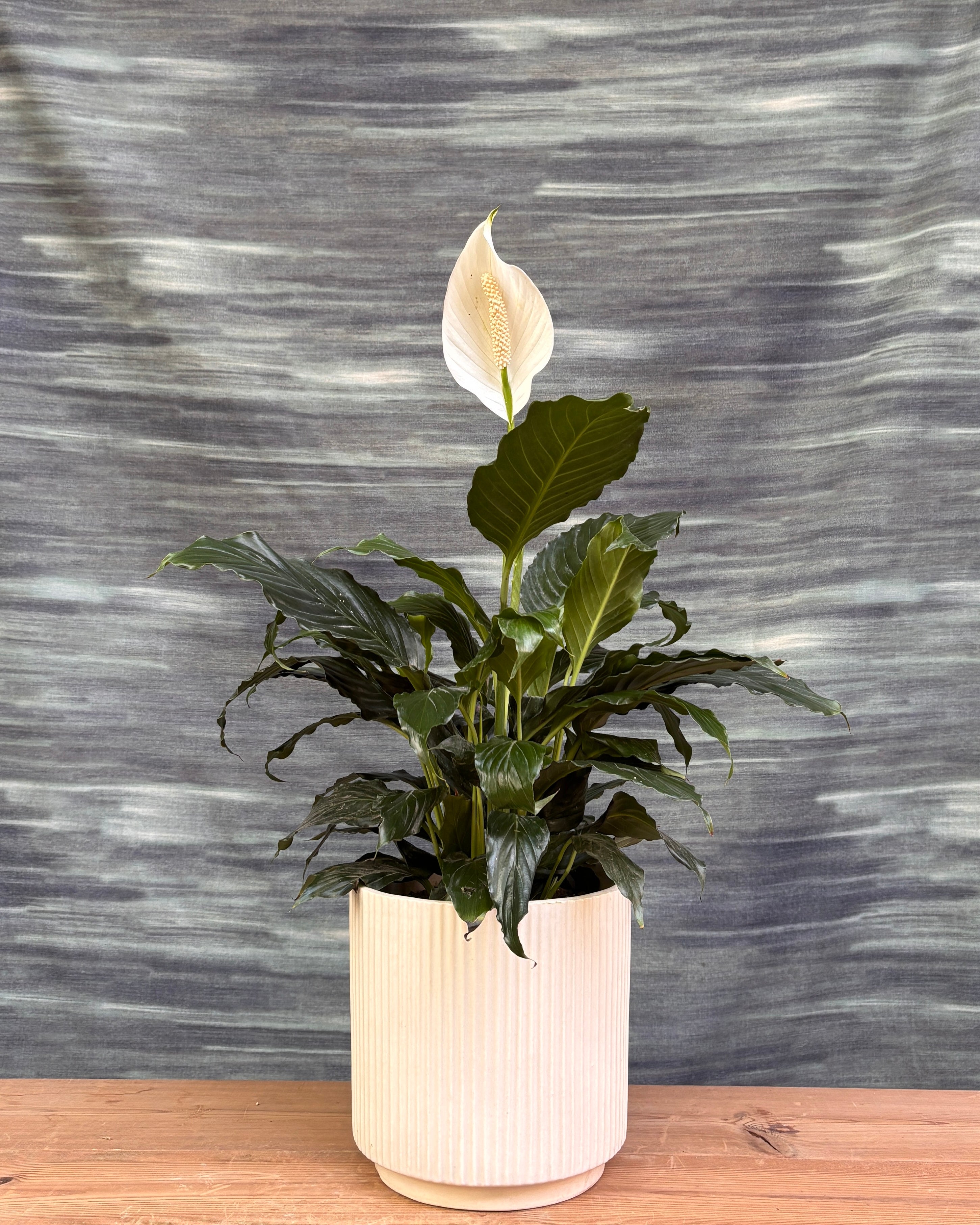 Peace Lily in White Java