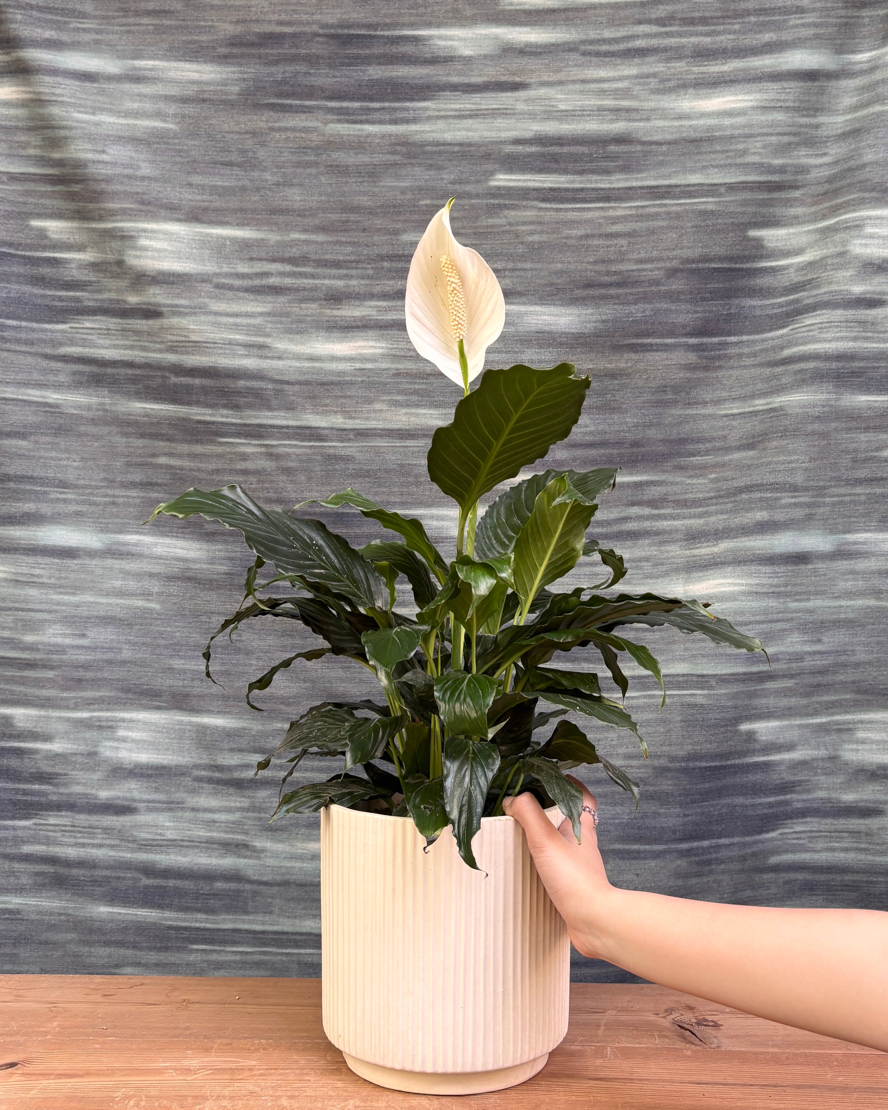 Peace Lily in White Java