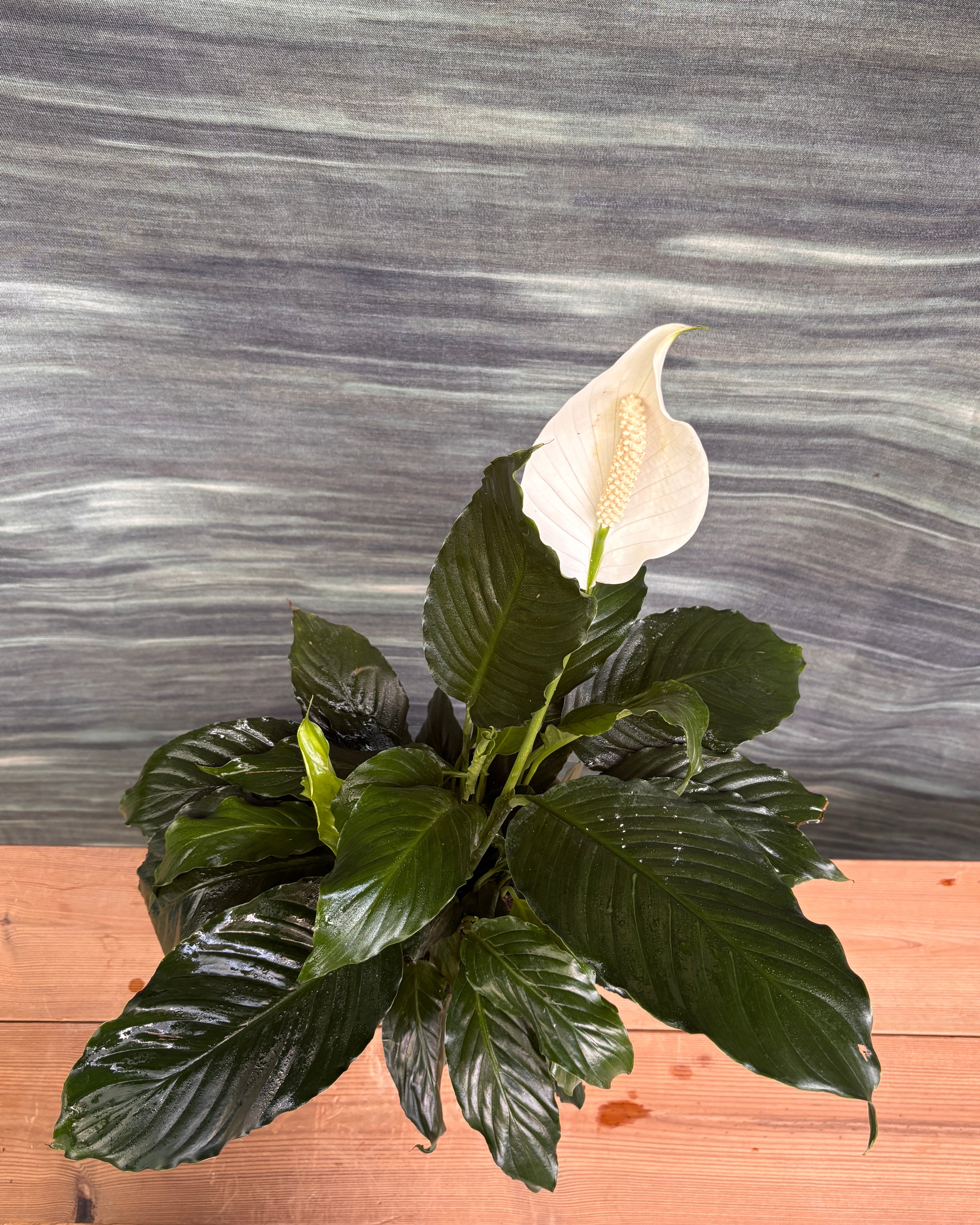 Peace Lily in White Java