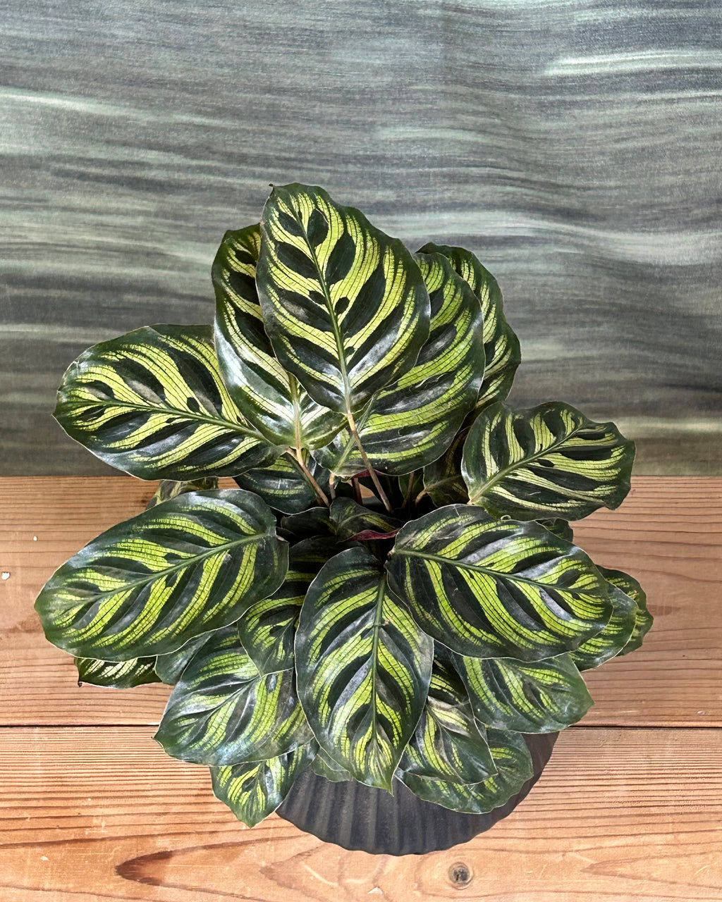 Peacock Calathea centre table plant arrangement in Black Muffin ceramic planter from Planterie cafe in Delhi, indoor plants in Delhi for living rooms, table top plants for gifting and office desk plants in India