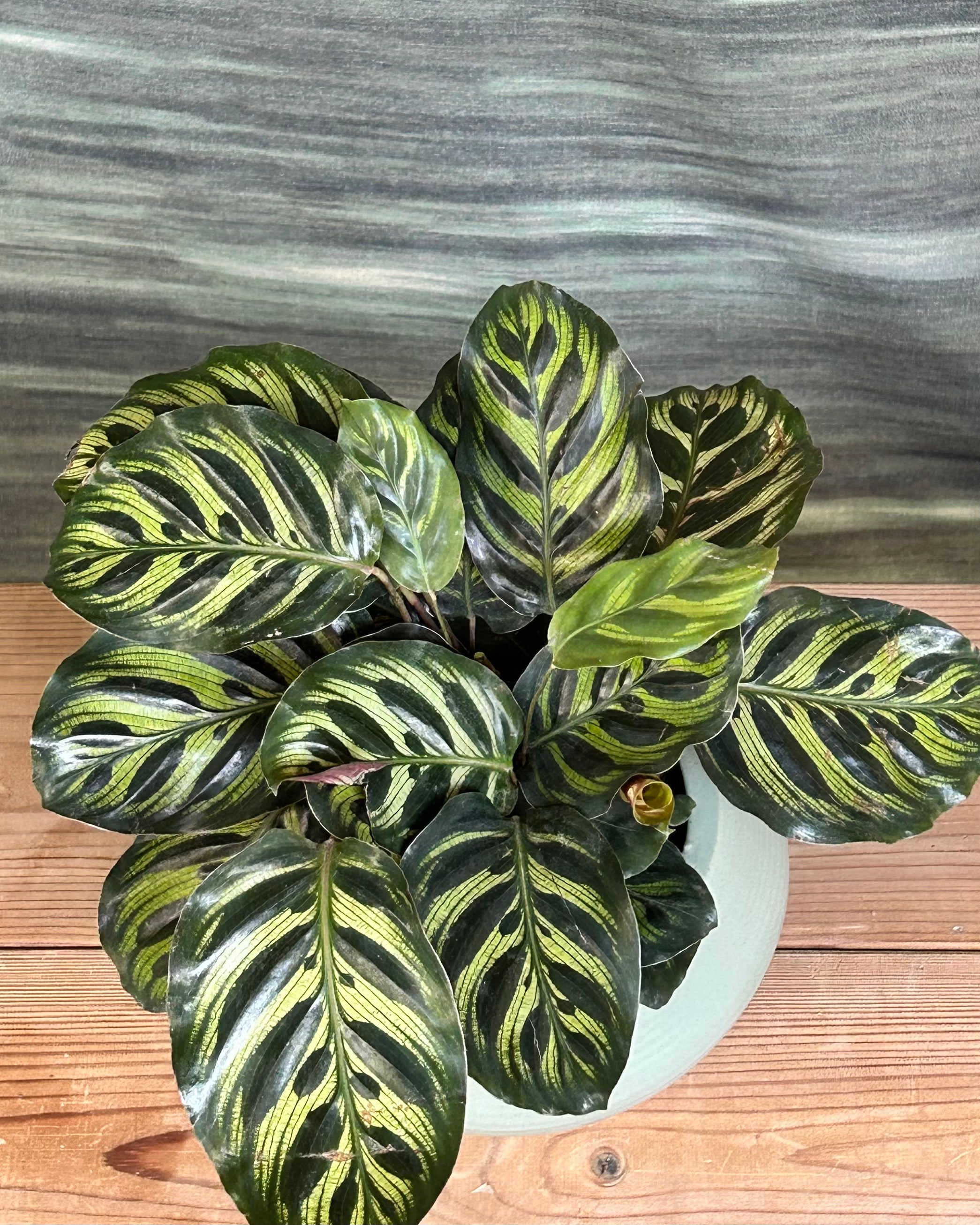 Peacock Calathea centre table plant arrangement in warm Sand Dune ceramic planter from Planterie cafe in Delhi, indoor plants in Delhi for table top plant arrangements, office desk plants India and premium plant gifts India