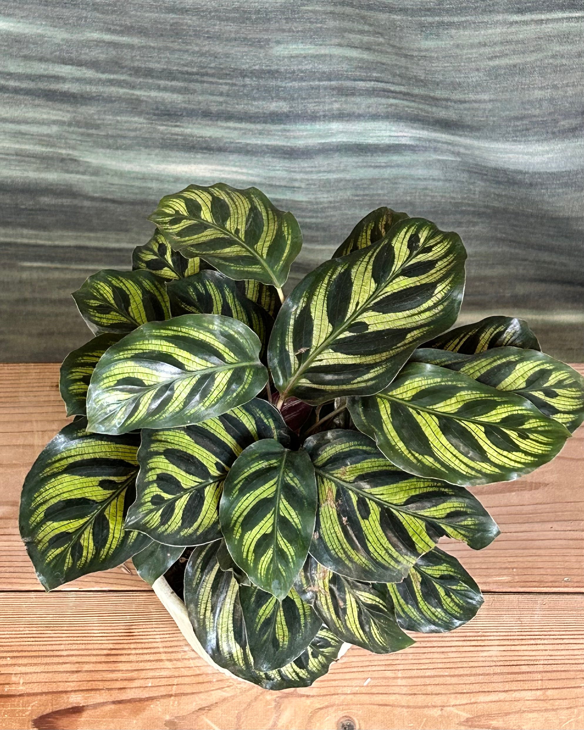 Peacock Calathea centre table plant arrangement in Vertiline ceramic planter from Planterie cafe in Delhi, indoor plants in Delhi for table top plant arrangements, office desk plants India and premium plant gifts India