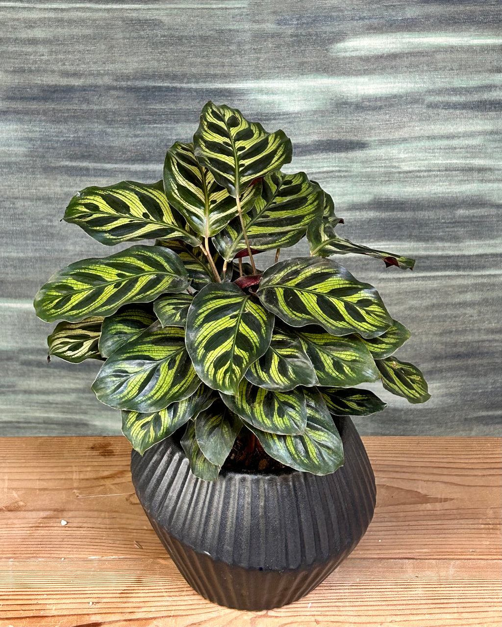 Peacock Calathea plant, Calathea makoyana indoor houseplant with feather patterned green leaves and purple undersides in Black Muffin ceramic planter from Planterie, perfect indoor plants in Delhi for modern homes and office desks