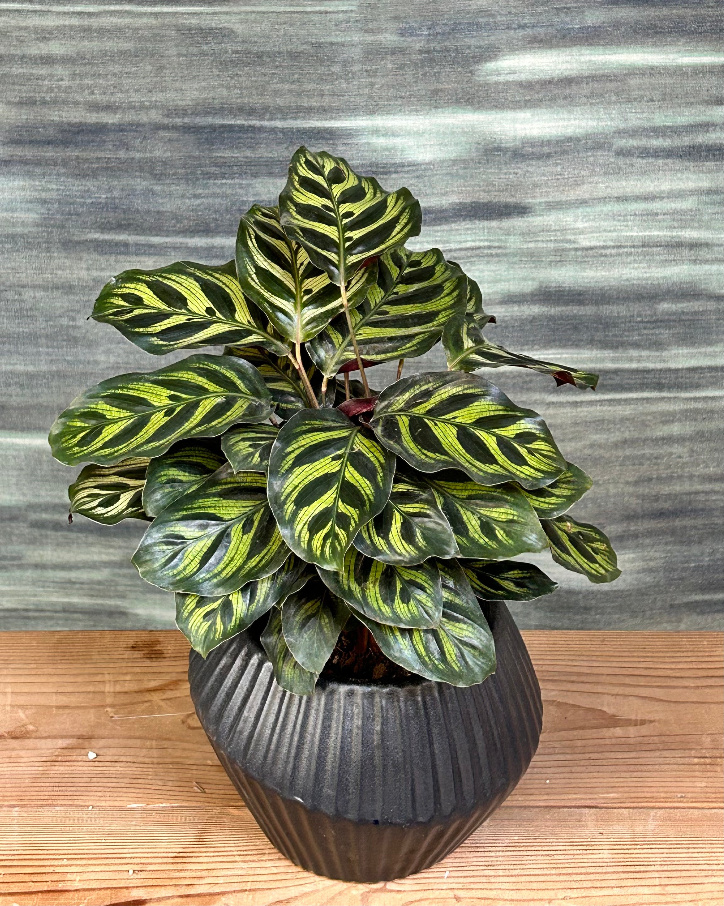 Peacock Calathea plant, Calathea makoyana indoor houseplant with feather patterned green leaves and purple undersides in Black Muffin ceramic planter from Planterie, perfect indoor plants in Delhi for modern homes and office desks
