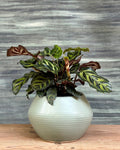 Peacock Calathea plant, Calathea makoyana indoor houseplant with bold feather patterned green leaves and purple undersides in Sand Dune ceramic planter from Planterie, ideal indoor plants in Delhi for centre tables and office desks