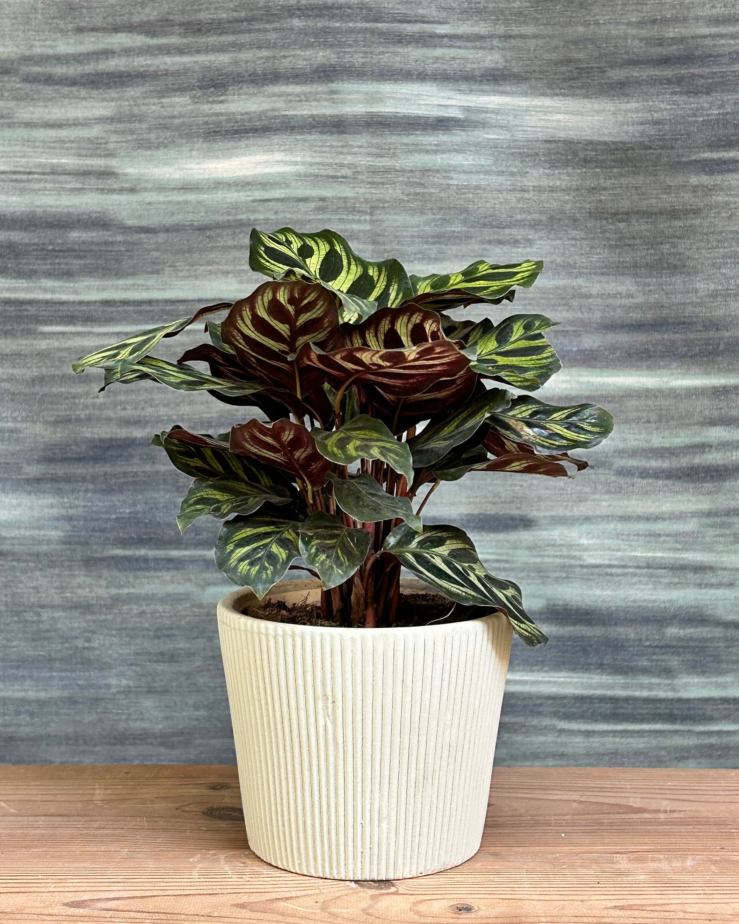 Peacock Calathea plant, Calathea makoyana indoor houseplant with feather patterned green leaves and purple undersides in Vertiline ceramic planter from Planterie, perfect indoor plants in Delhi for modern living rooms and office desks