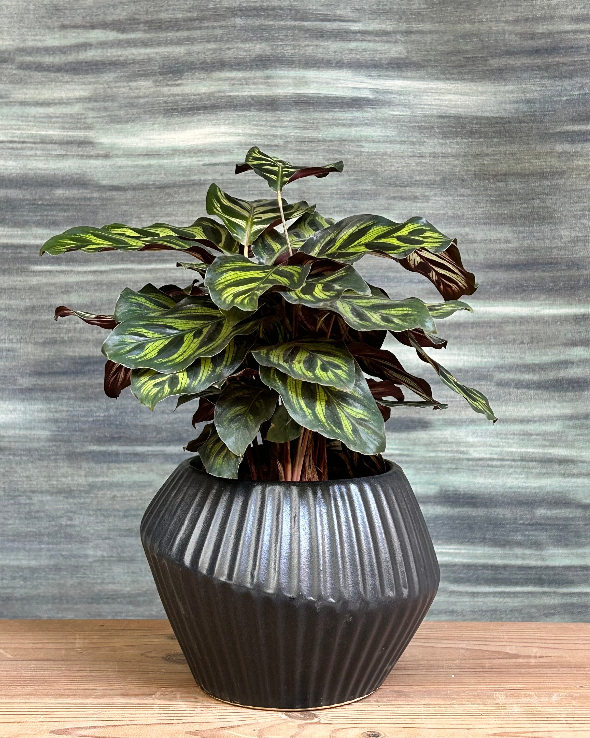 Close view of Peacock Calathea foliage with light and dark green oval leaves, tropical prayer plant for low to medium light in Indian homes, great for AC rooms and indoor plant styling for small Delhi apartments
