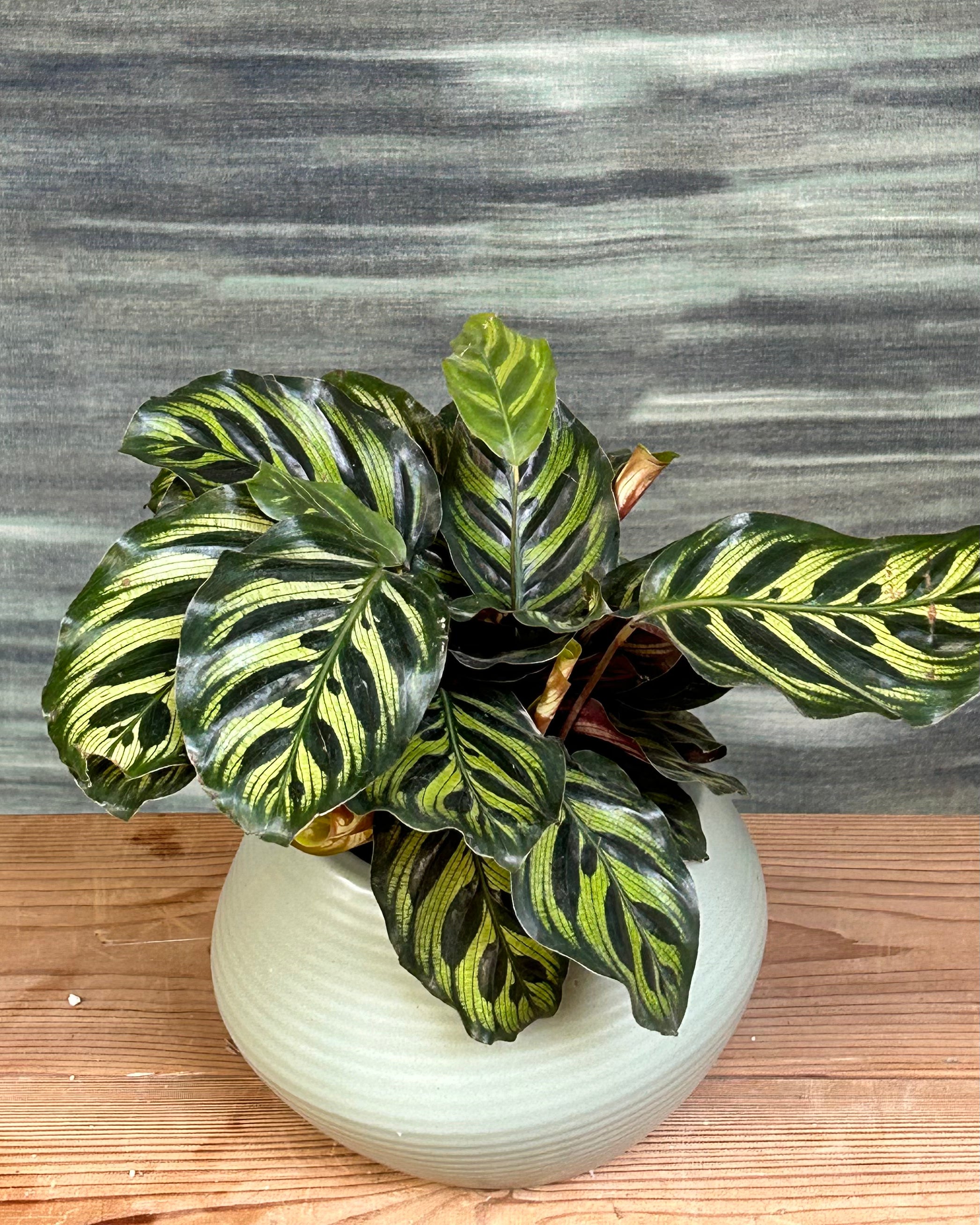 Close view of Peacock Calathea foliage with painted feather like patterns, tropical prayer plant for low to medium light in Indian homes, great for AC rooms, small Delhi apartments and indoor plant styling for living rooms