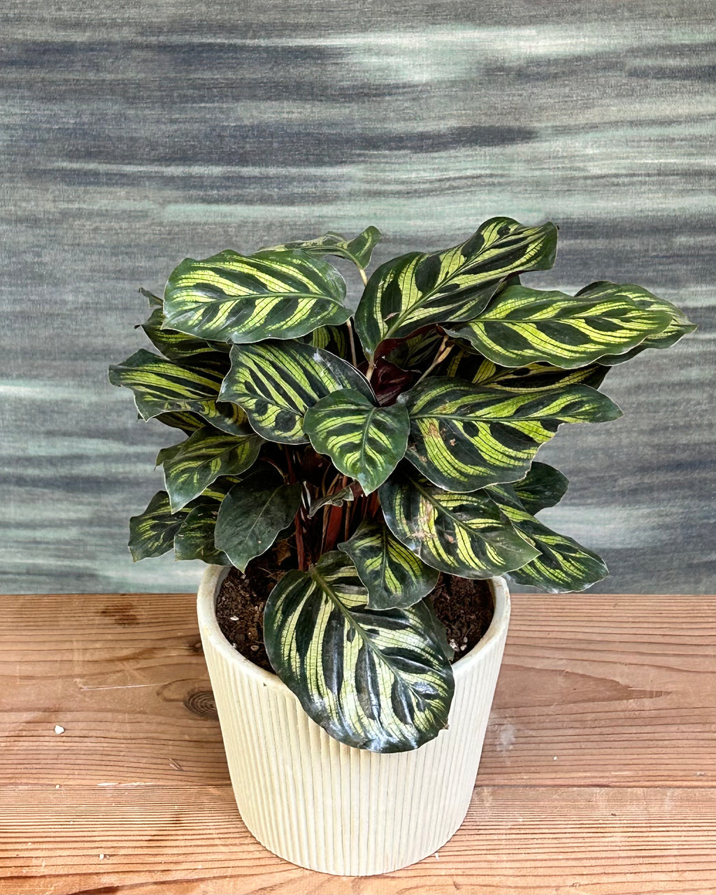 Close foliage view of Peacock Calathea with light and dark green oval leaves and maroon backs, tropical prayer plant for low to medium light in Indian homes, great for AC rooms and indoor plant styling for small Delhi apartments