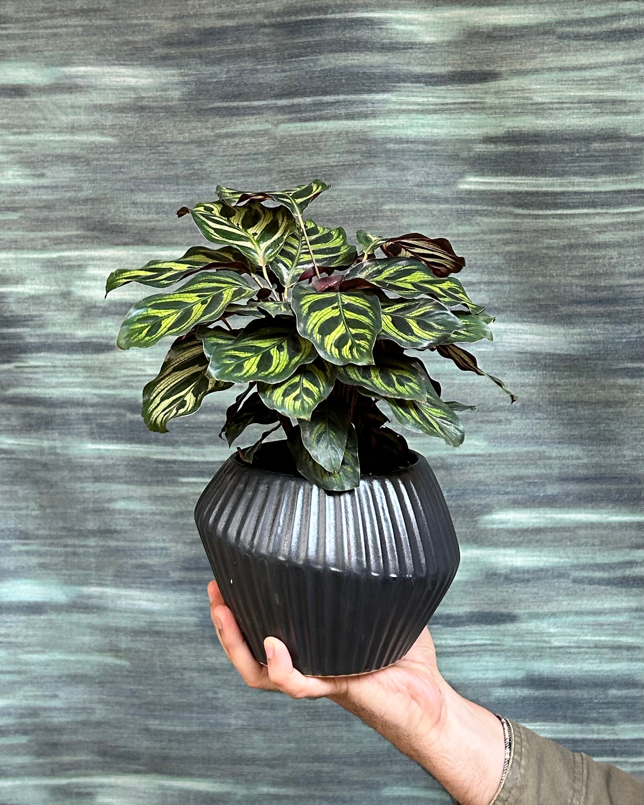 Calathea makoyana also called Peacock Plant and Cathedral Windows, styled as a premium indoor plant gift in Delhi by Planterie plant studio in Delhi, ideal indoor plant gifts for housewarming in Delhi and plant gifting near me Delhi