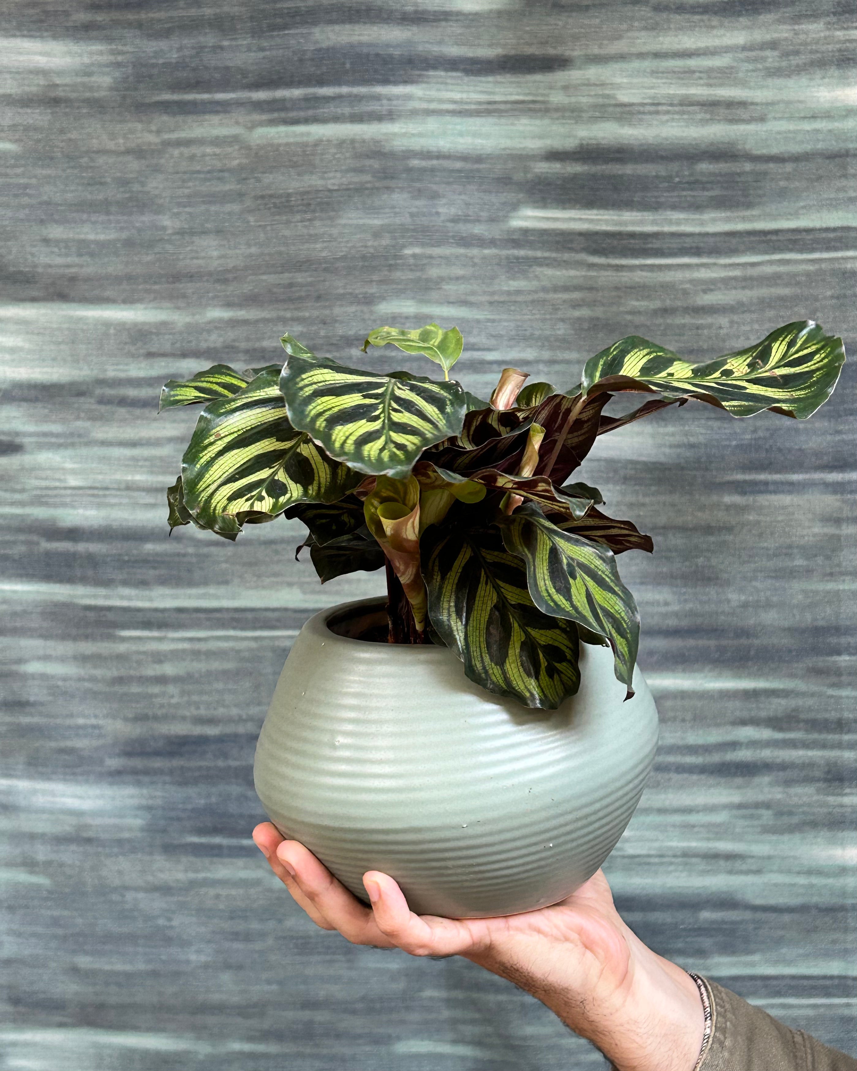 Calathea makoyana also called Peacock Plant and Cathedral Windows, styled as a premium indoor plant gift in Delhi by Planterie plant studio in Delhi, perfect indoor plant gifts for housewarming in Delhi and plant gifting near me Delhi